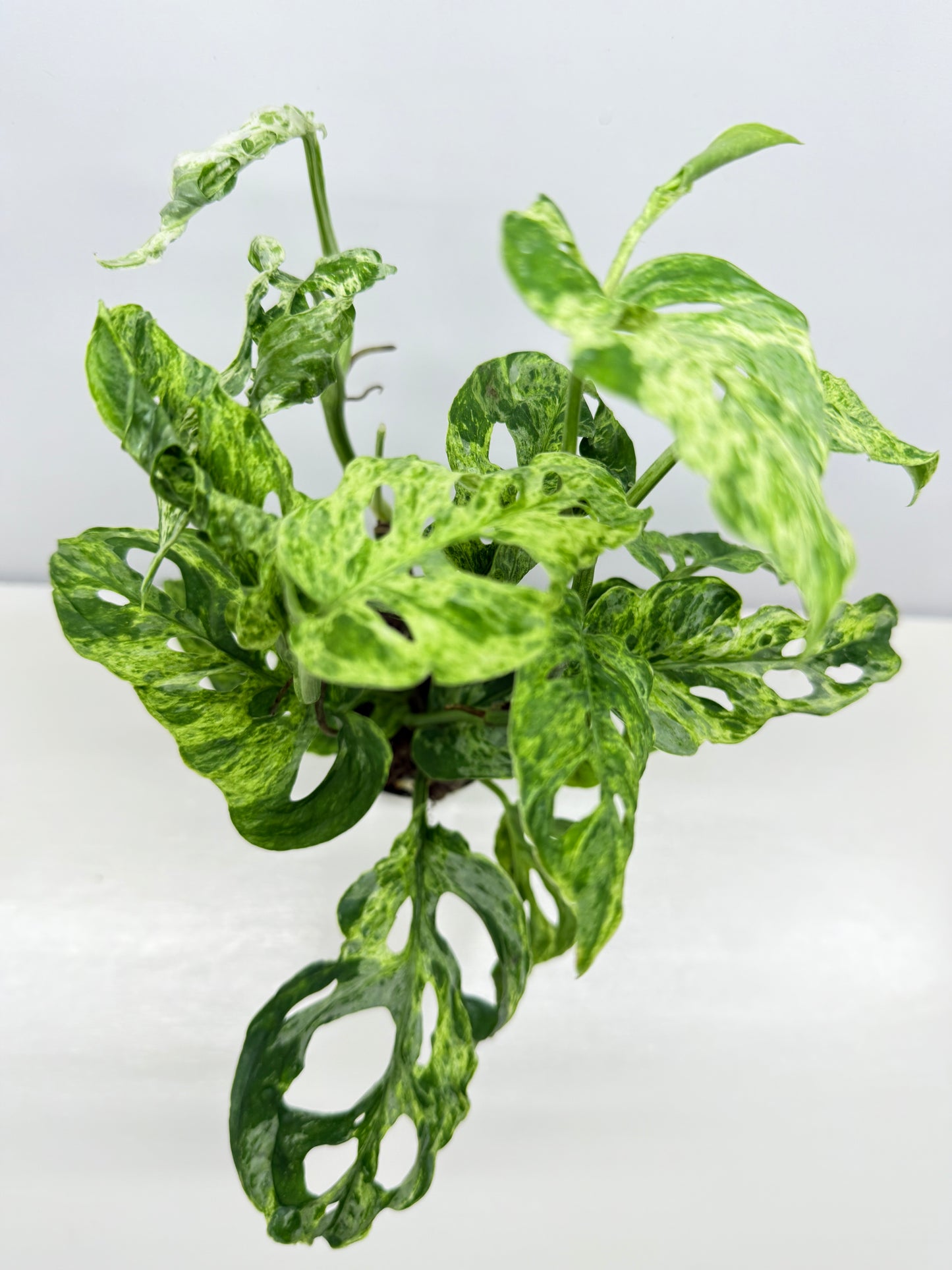 Monstera Adansonii Variegated Mottled Mint - Double Planted A12