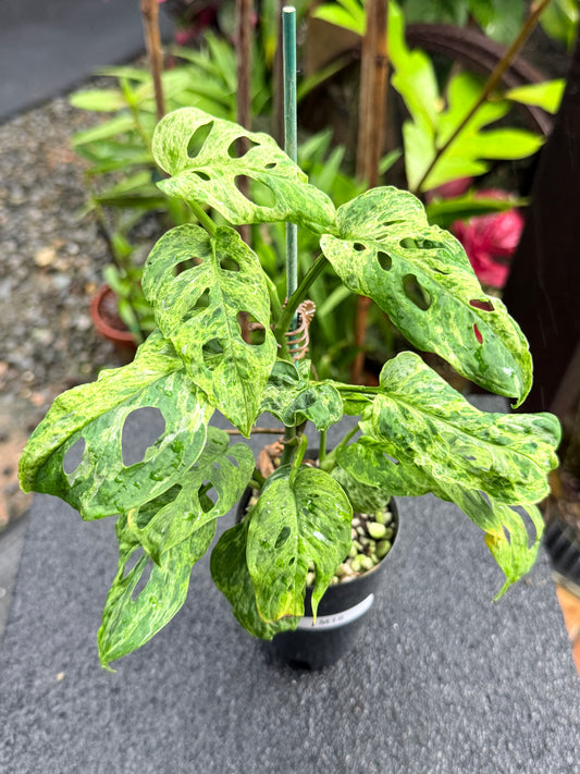 Monstera adansonii 'Mottled Mint' M18