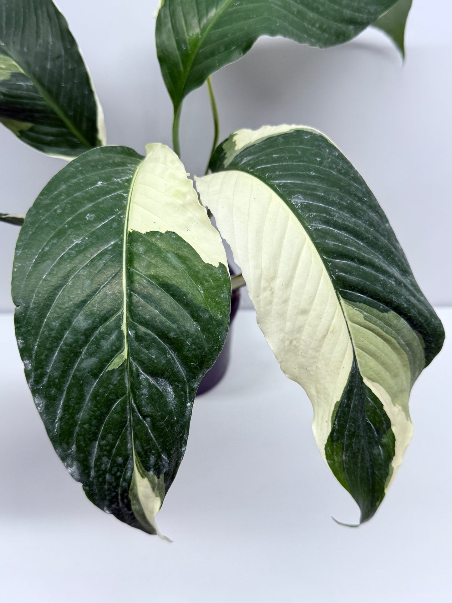 Spathiphyllum Picasso Variegated Peace Lilly R59