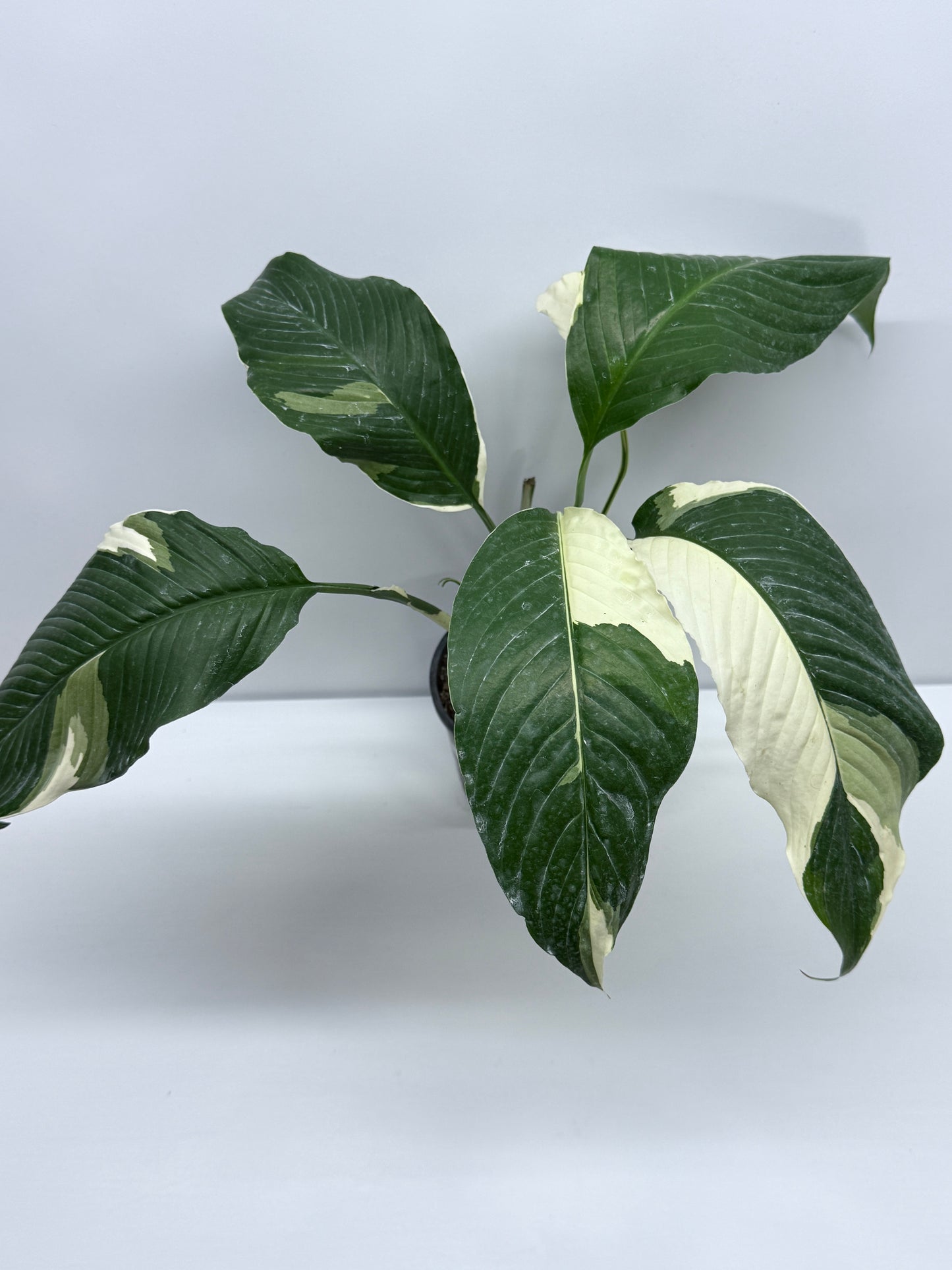 Spathiphyllum Picasso Variegated Peace Lilly R59