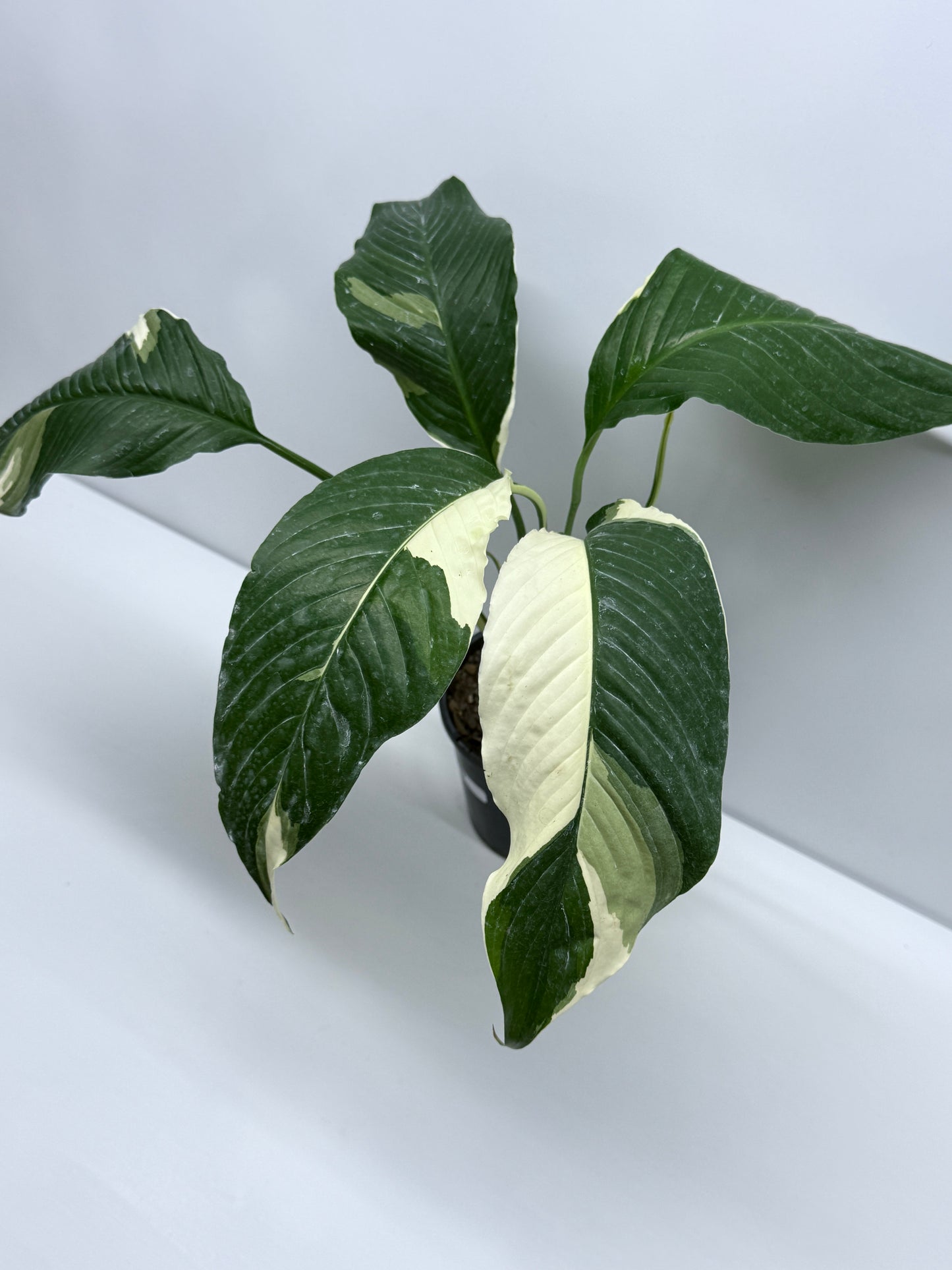 Spathiphyllum Picasso Variegated Peace Lilly R59