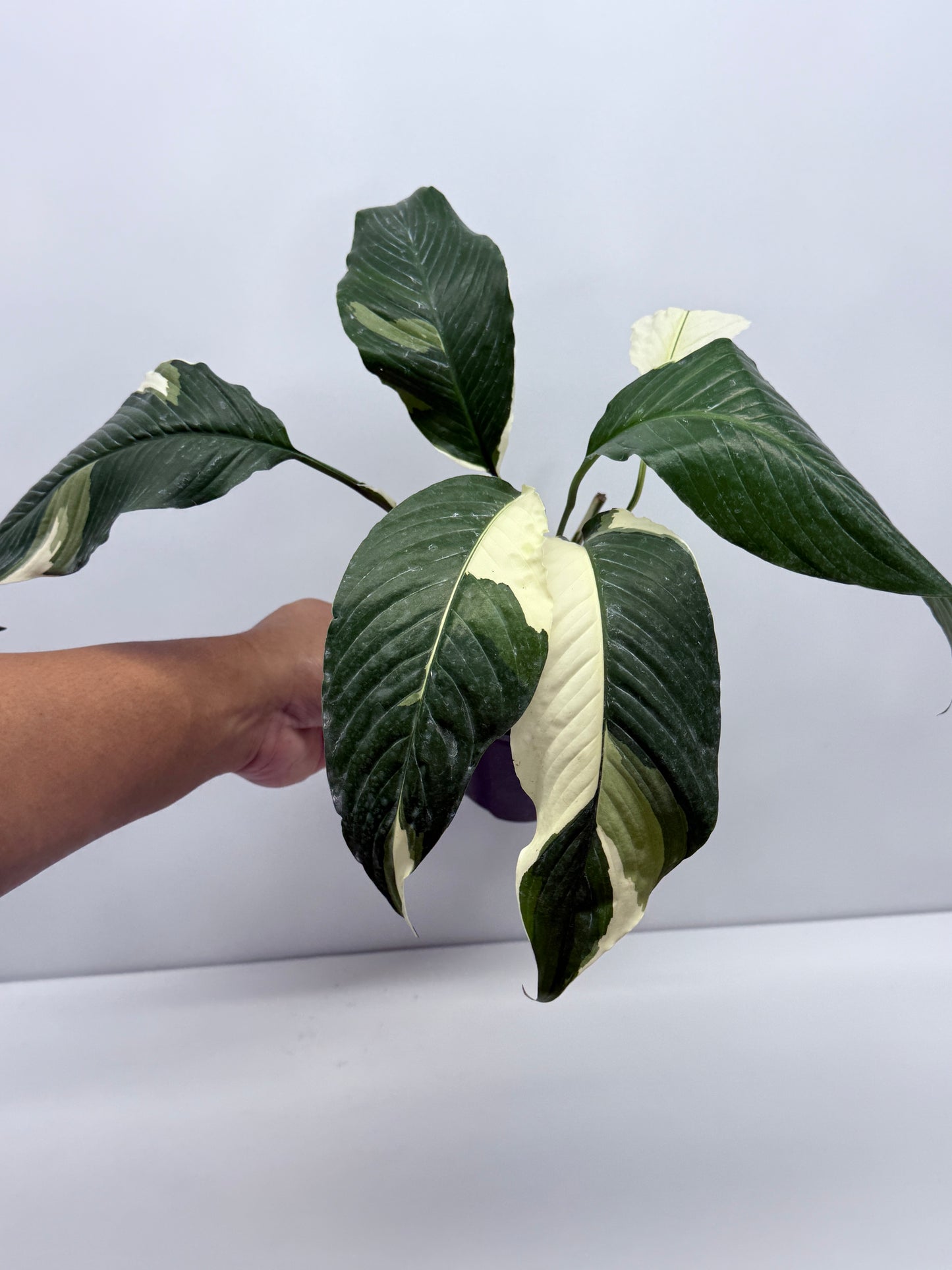 Spathiphyllum Picasso Variegated Peace Lilly R59