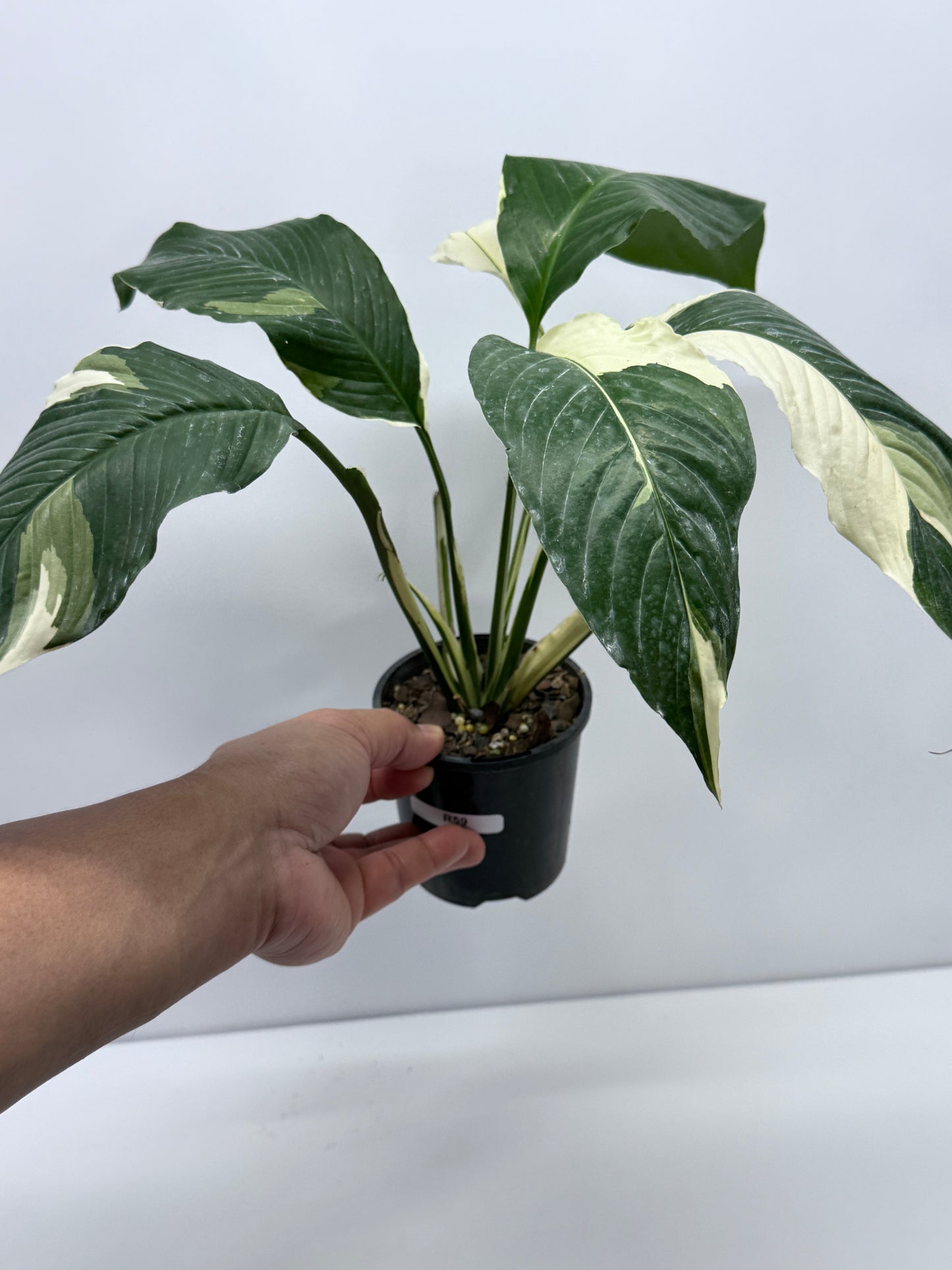 Spathiphyllum Picasso Variegated Peace Lilly R59