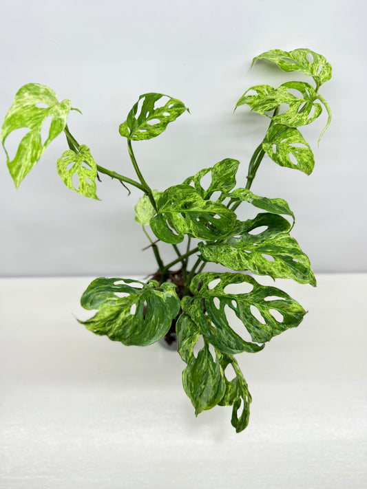 Monstera Adansonii Variegated Mottled Mint - Double Planted A13