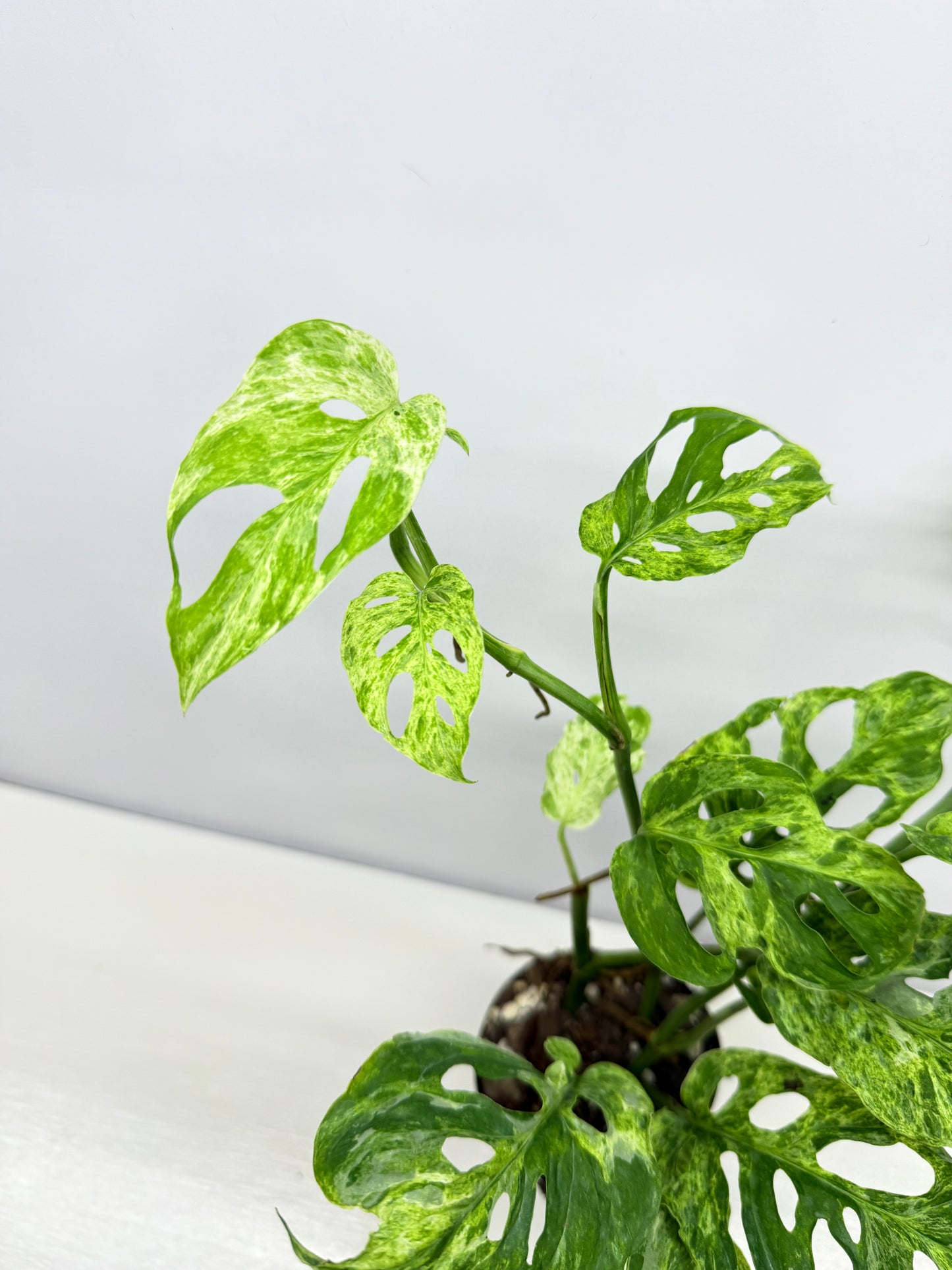 Monstera Adansonii Variegated Mottled Mint - Double Planted A13