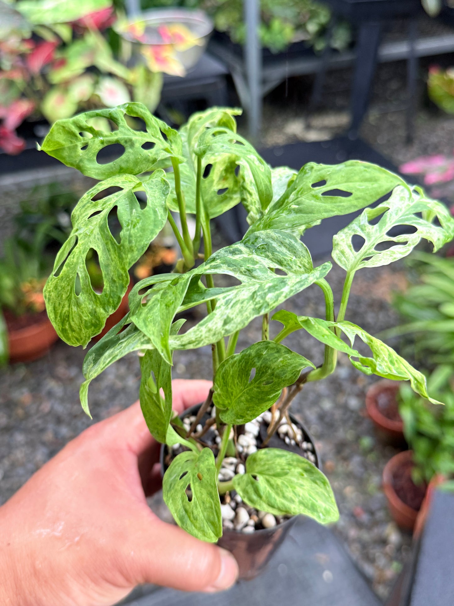 Monstera adansonii 'Mottled Mint' M16