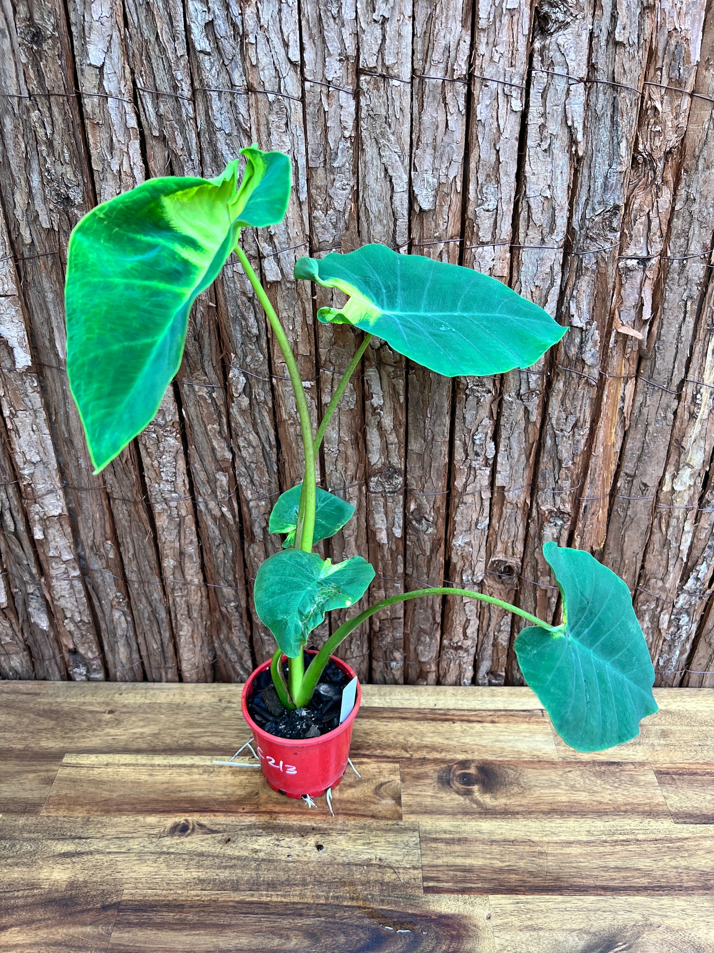 Colocasia Queen of Phoenix - Large C213