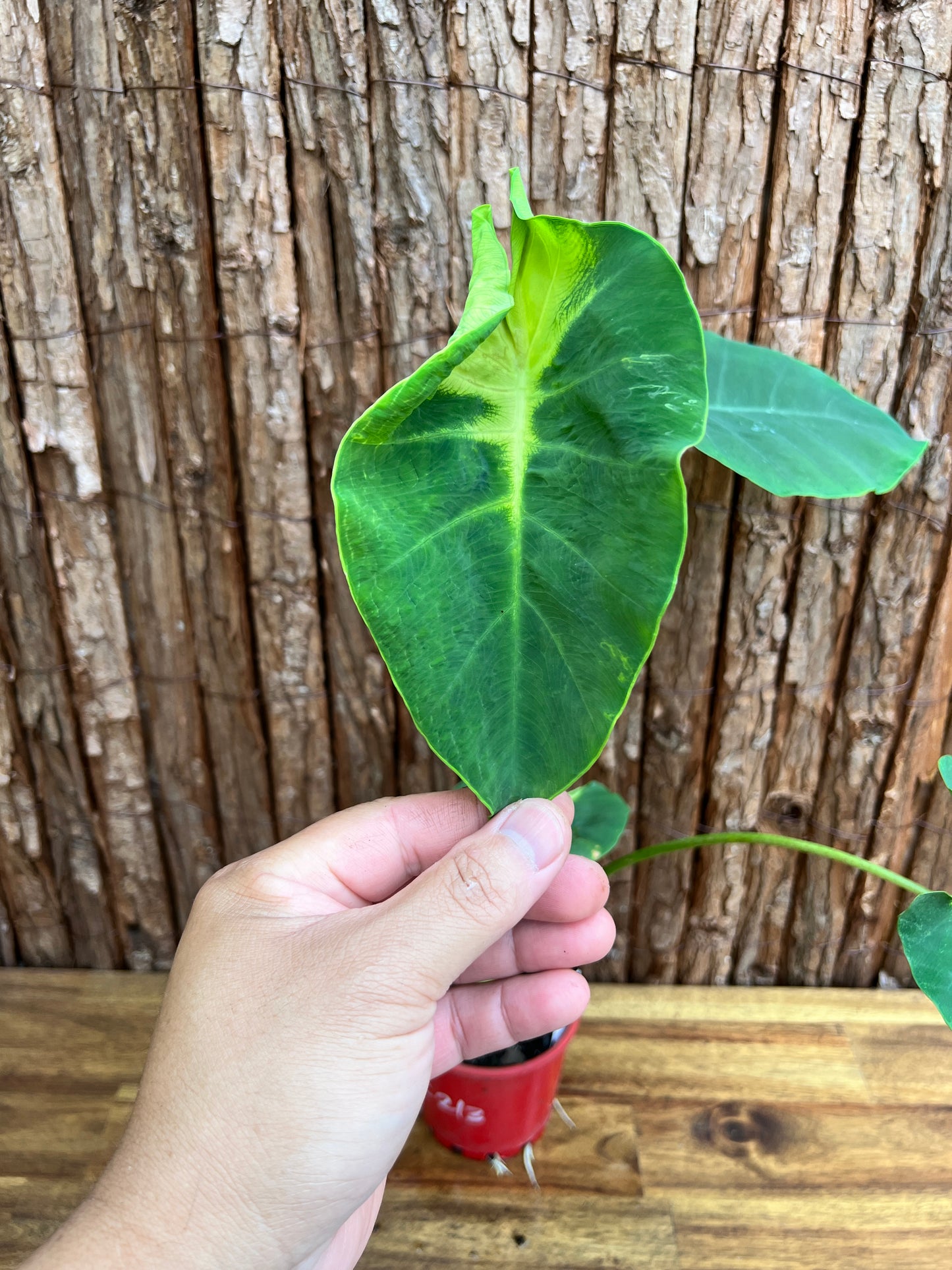 Colocasia Queen of Phoenix - Large C213