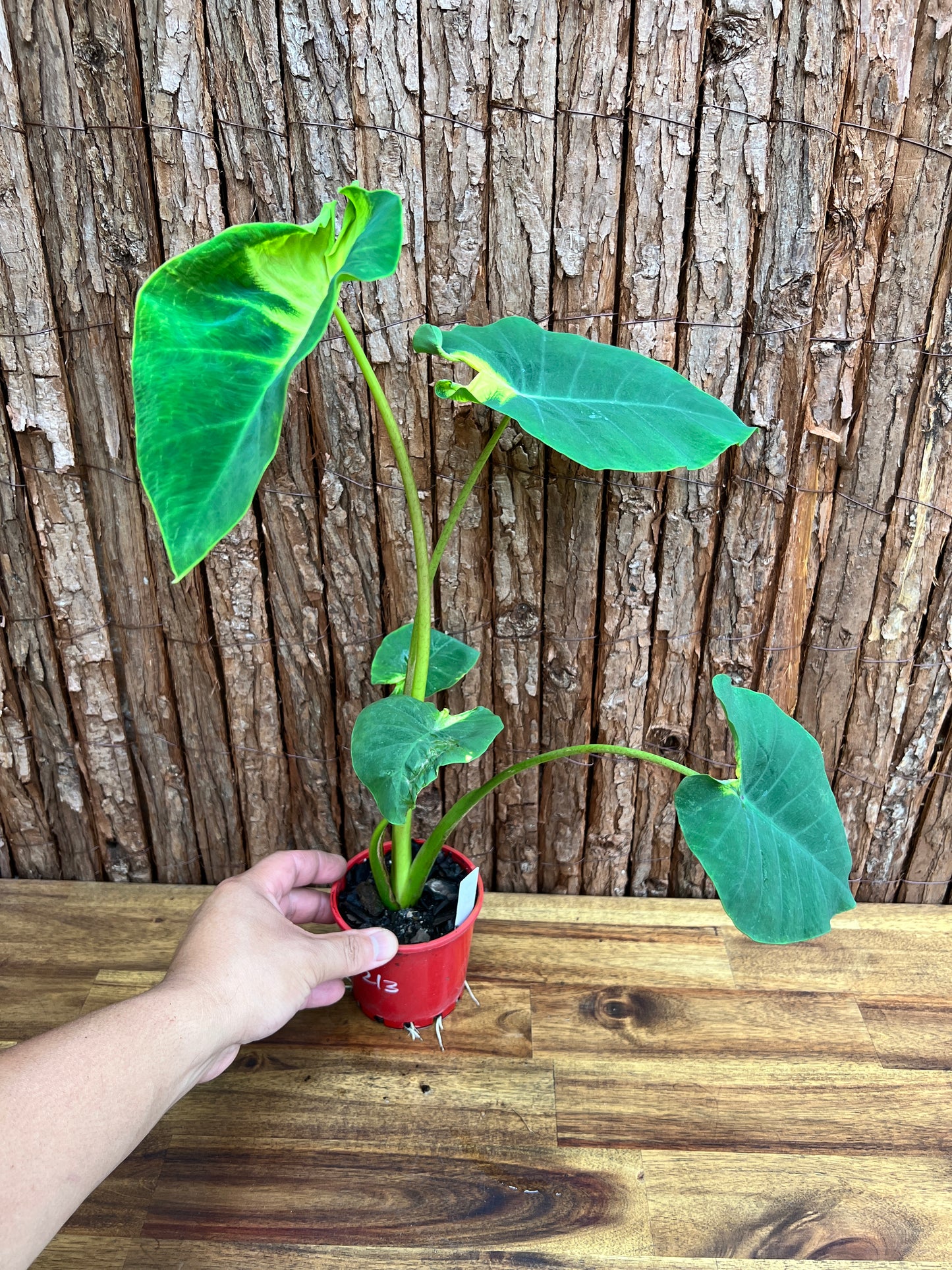 Colocasia Queen of Phoenix - Large C213