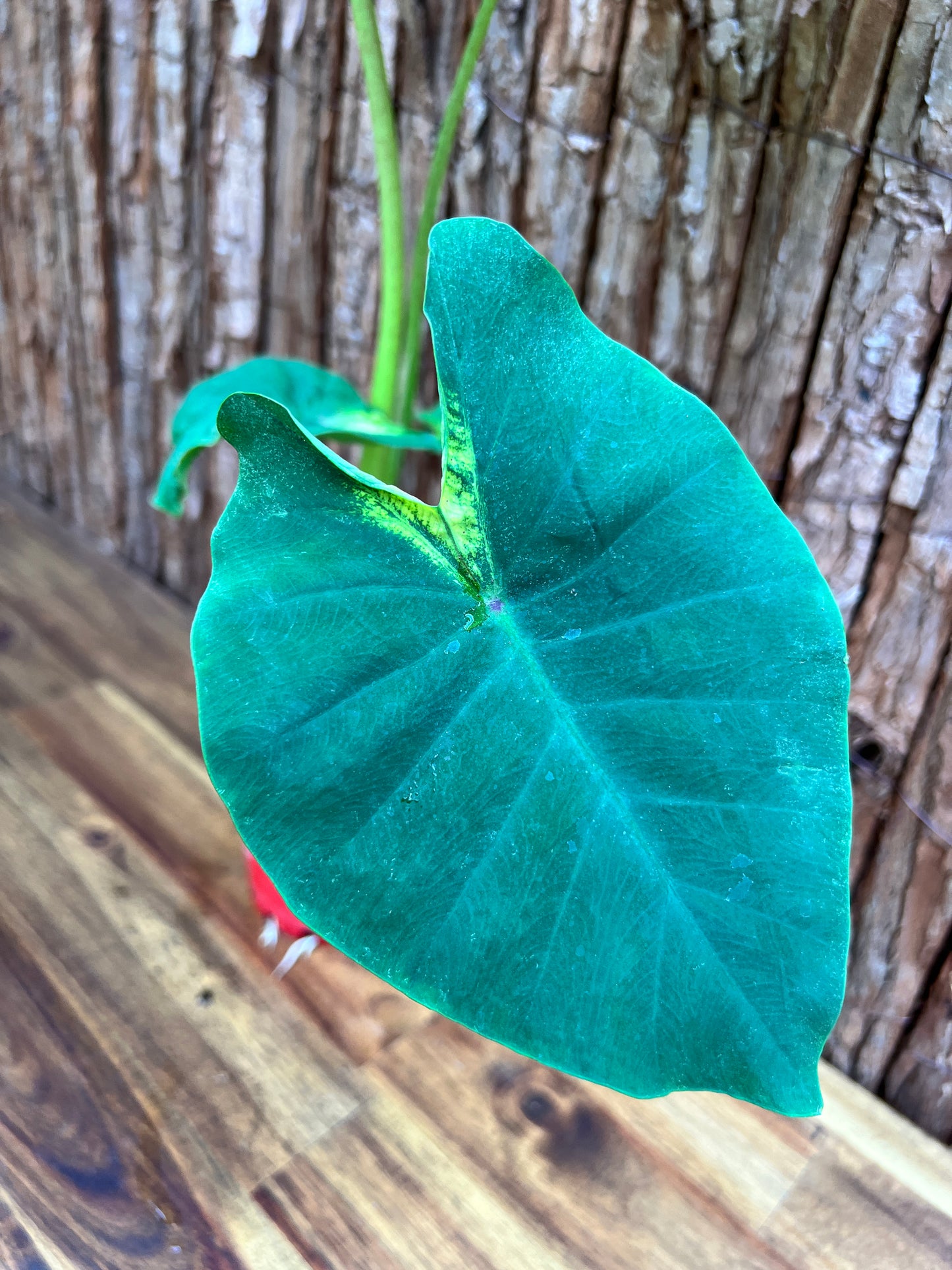 Colocasia Queen of Phoenix - Large C213