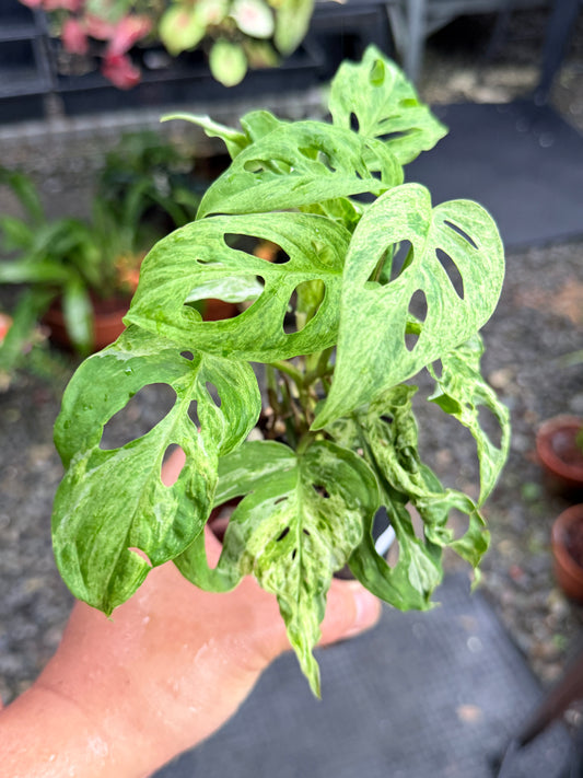 Monstera adansonii 'Mottled Mint' M17