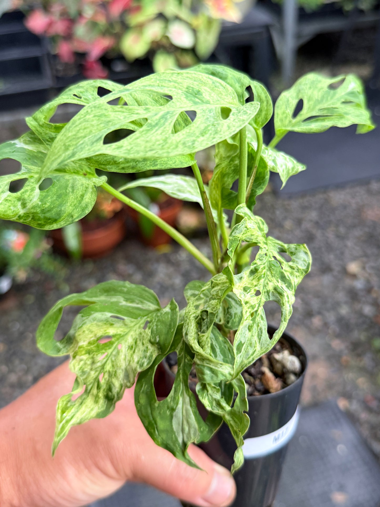 Monstera adansonii 'Mottled Mint' M17