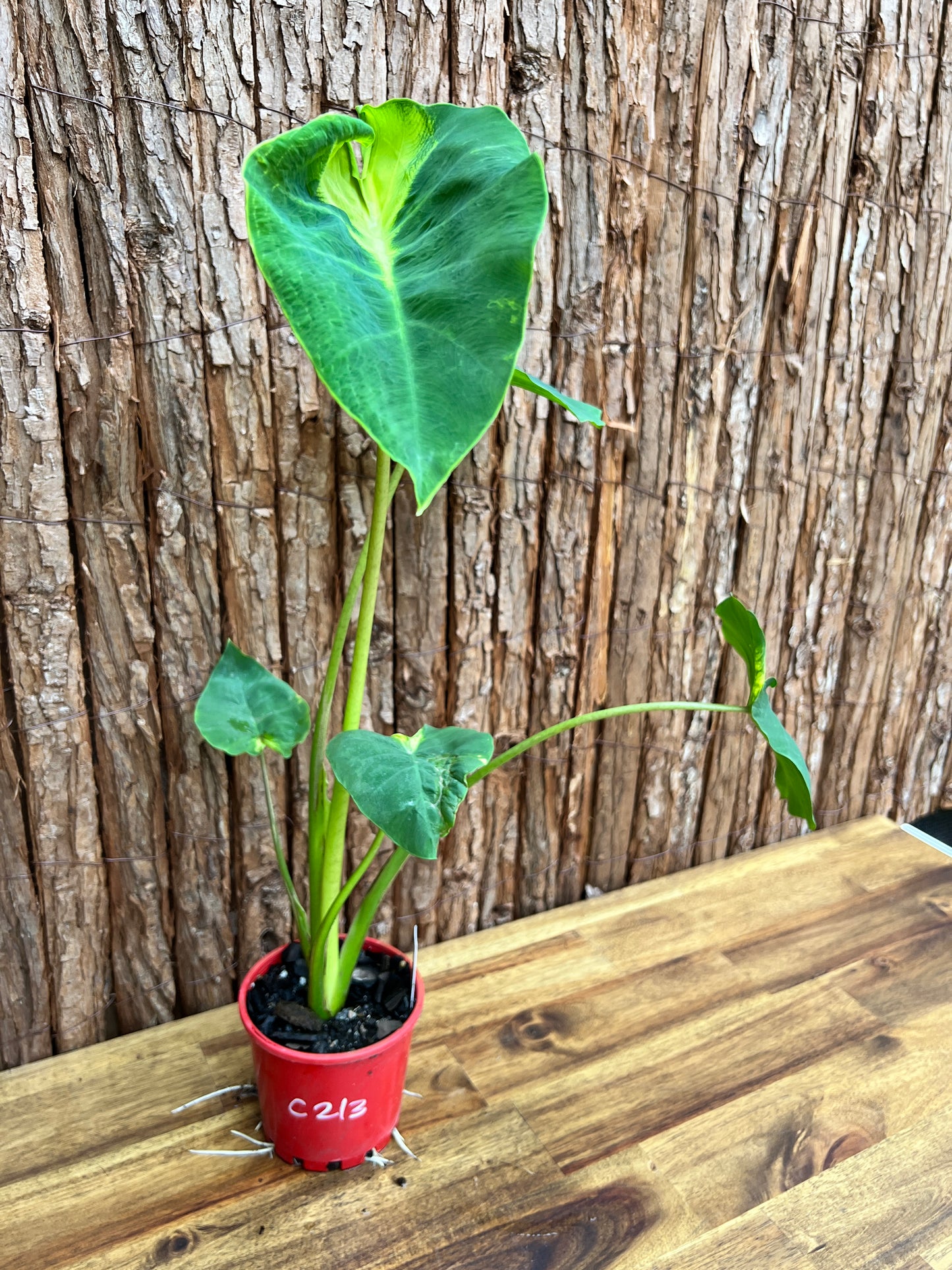 Colocasia Queen of Phoenix - Large C213