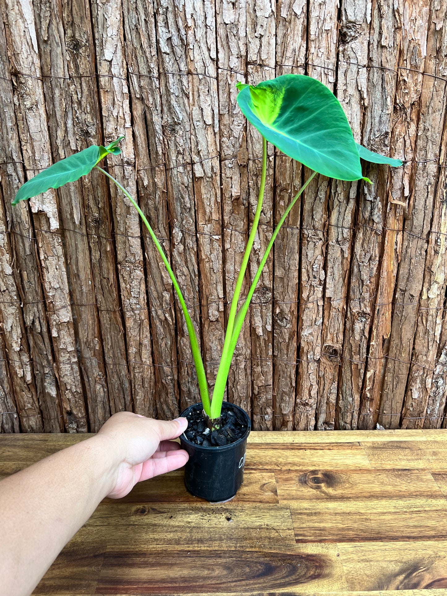 Colocasia Queen of Phoenix - Large C214