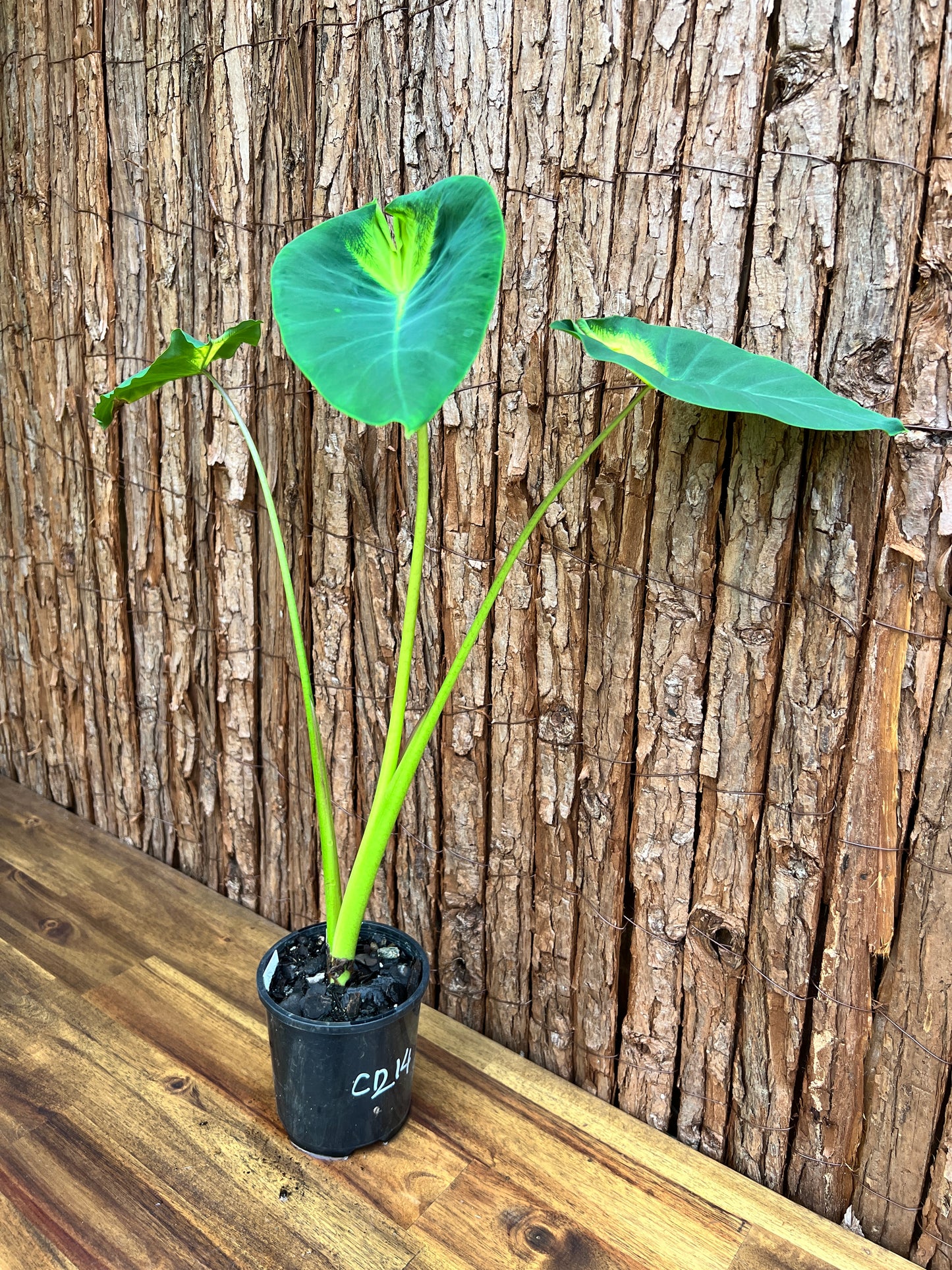 Colocasia Queen of Phoenix - Large C214