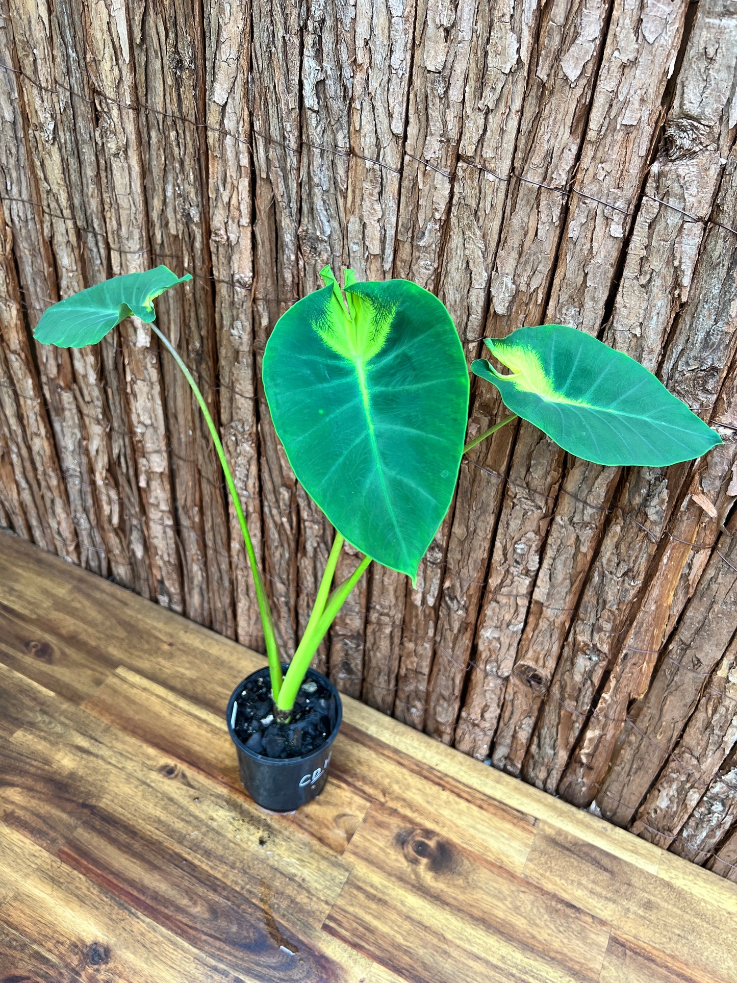 Colocasia Queen of Phoenix - Large C214