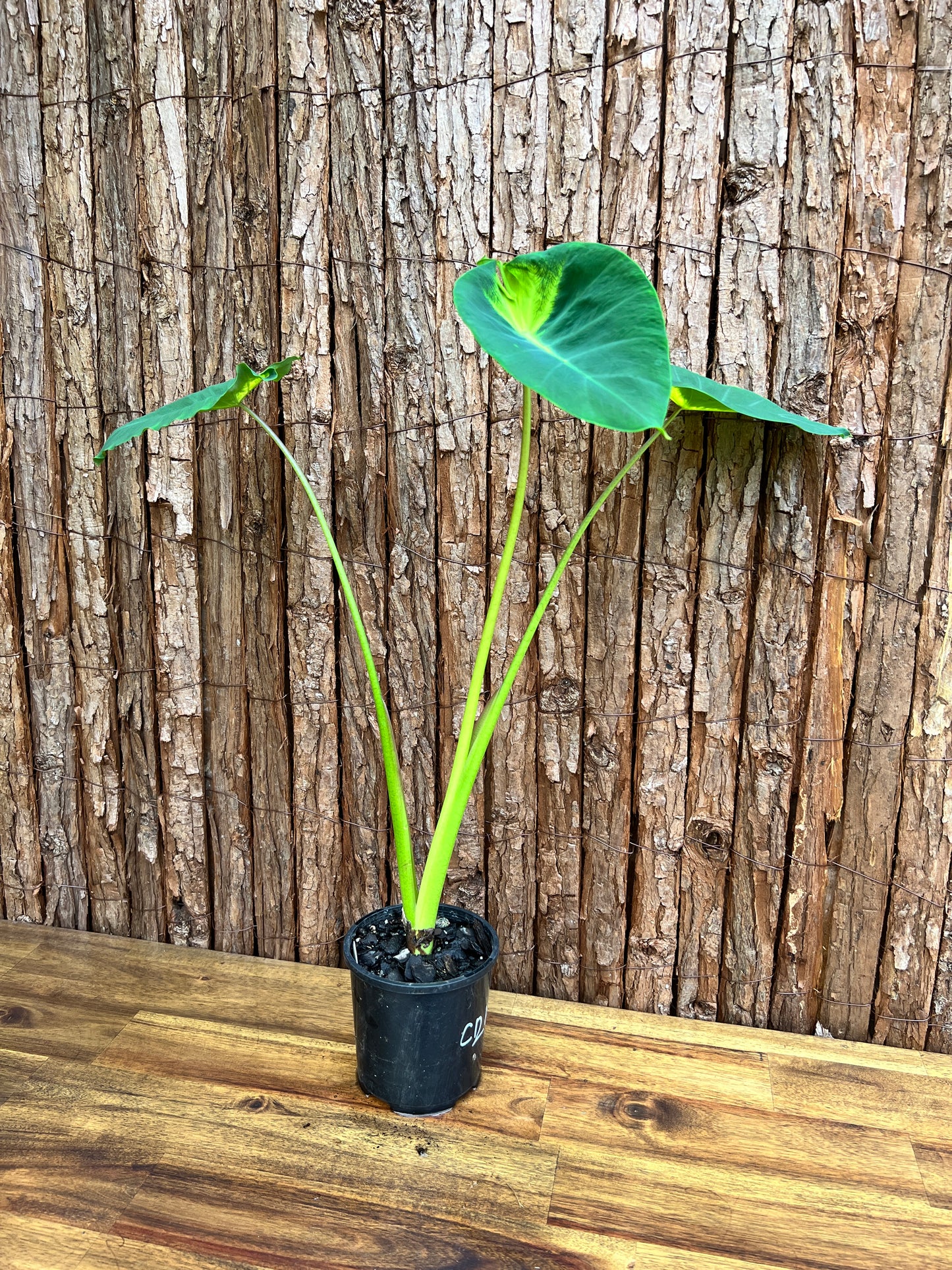 Colocasia Queen of Phoenix - Large C214