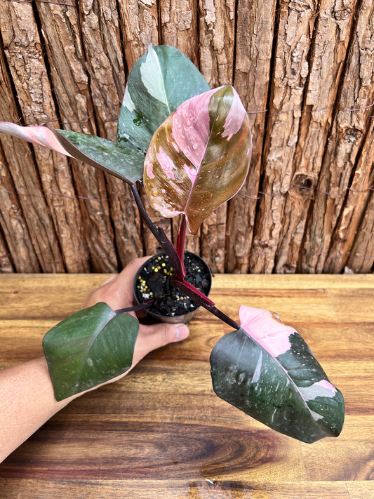 Philodendron Pink Princess NONTC C216