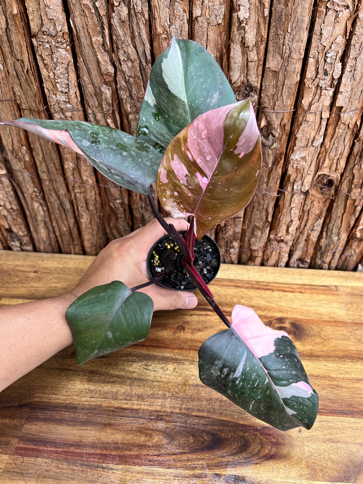 Philodendron Pink Princess NONTC C216