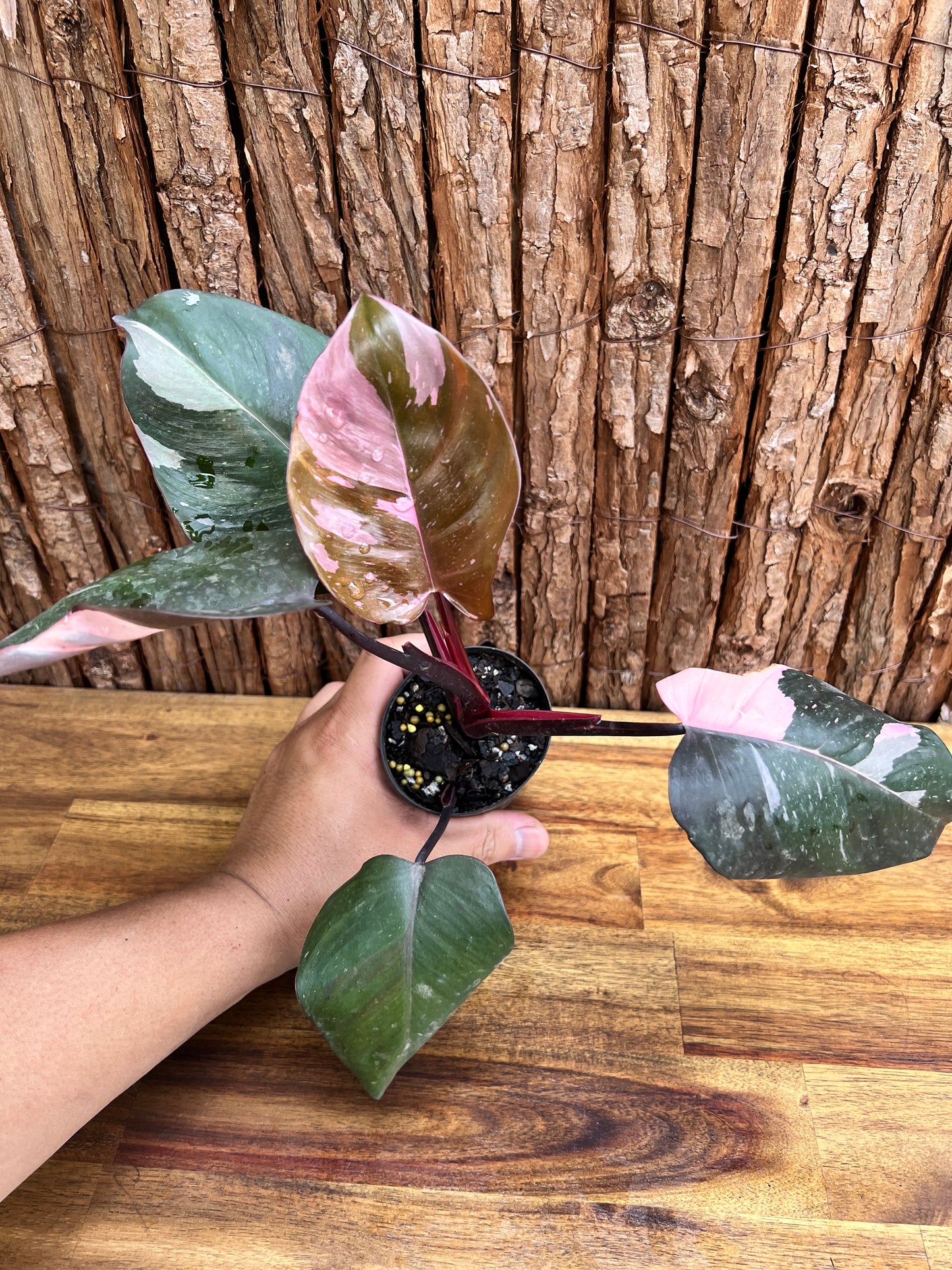 Philodendron Pink Princess NONTC C216