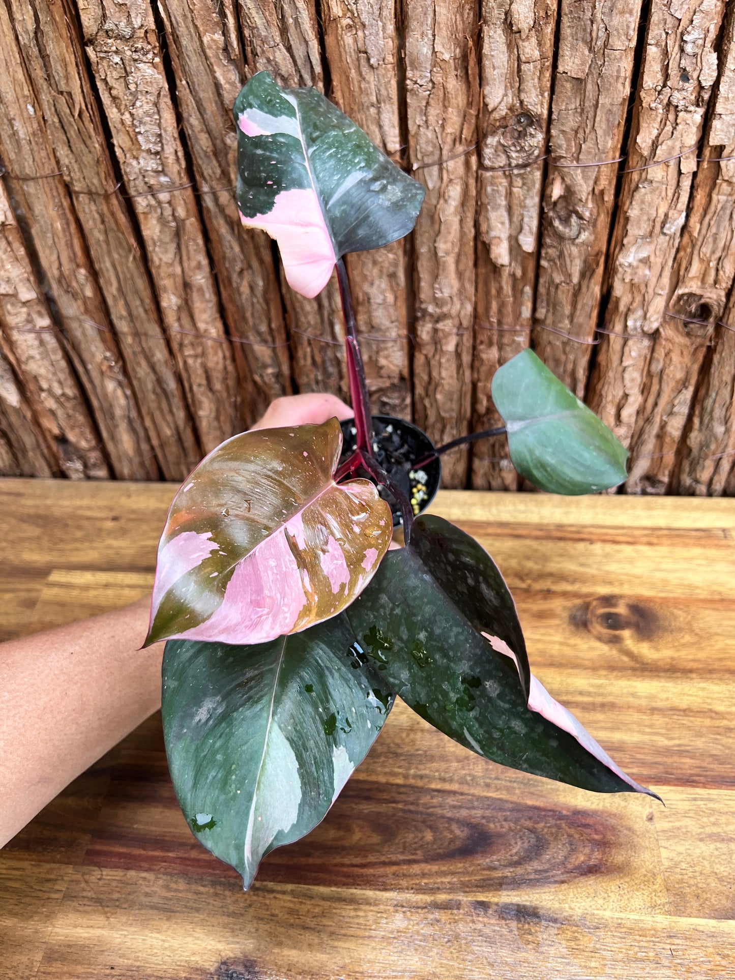 Philodendron Pink Princess NONTC C216