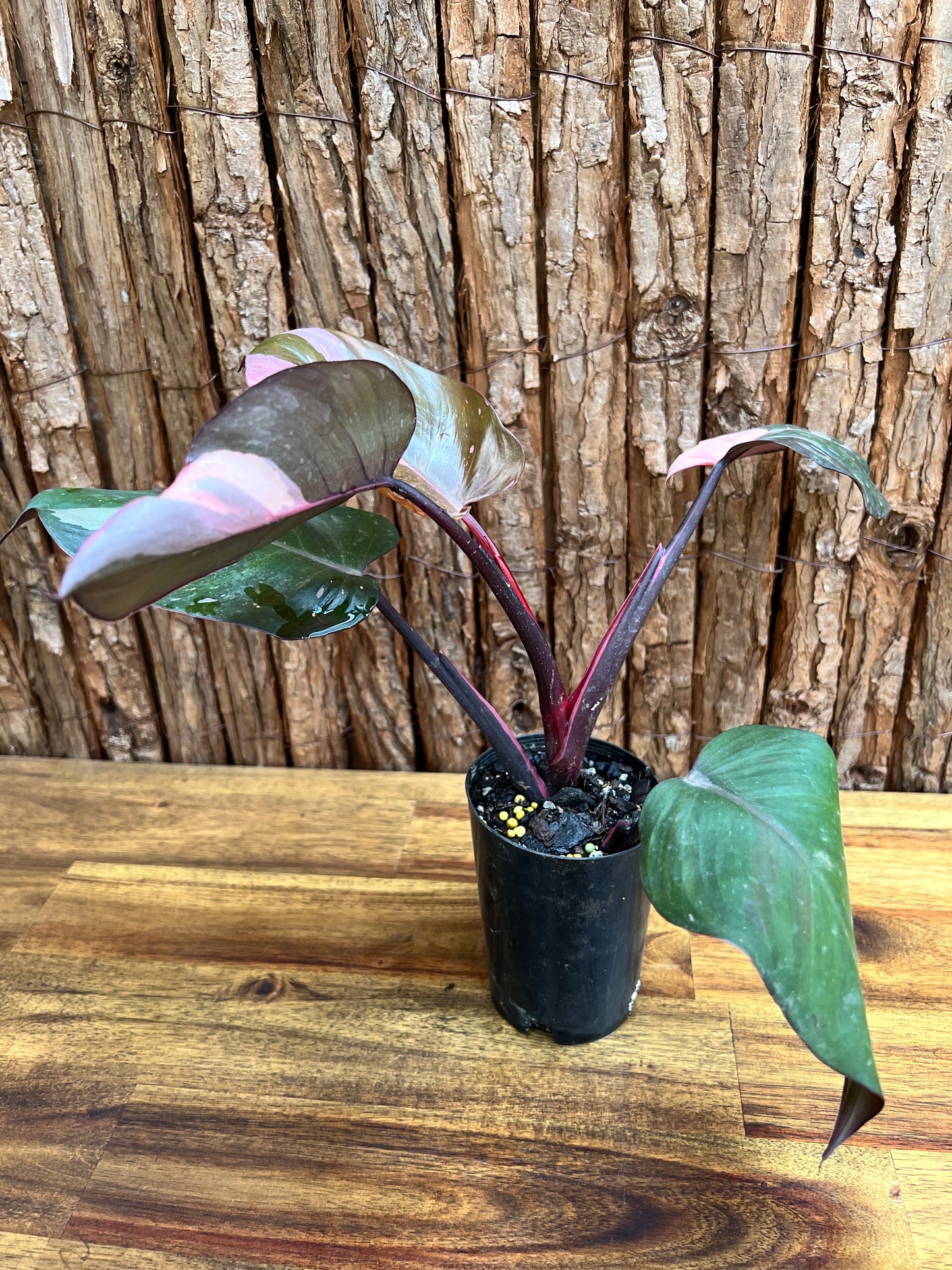 Philodendron Pink Princess NONTC C216