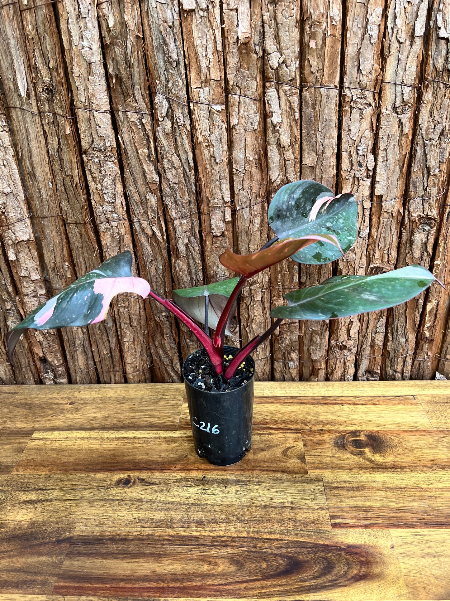 Philodendron Pink Princess NONTC C216