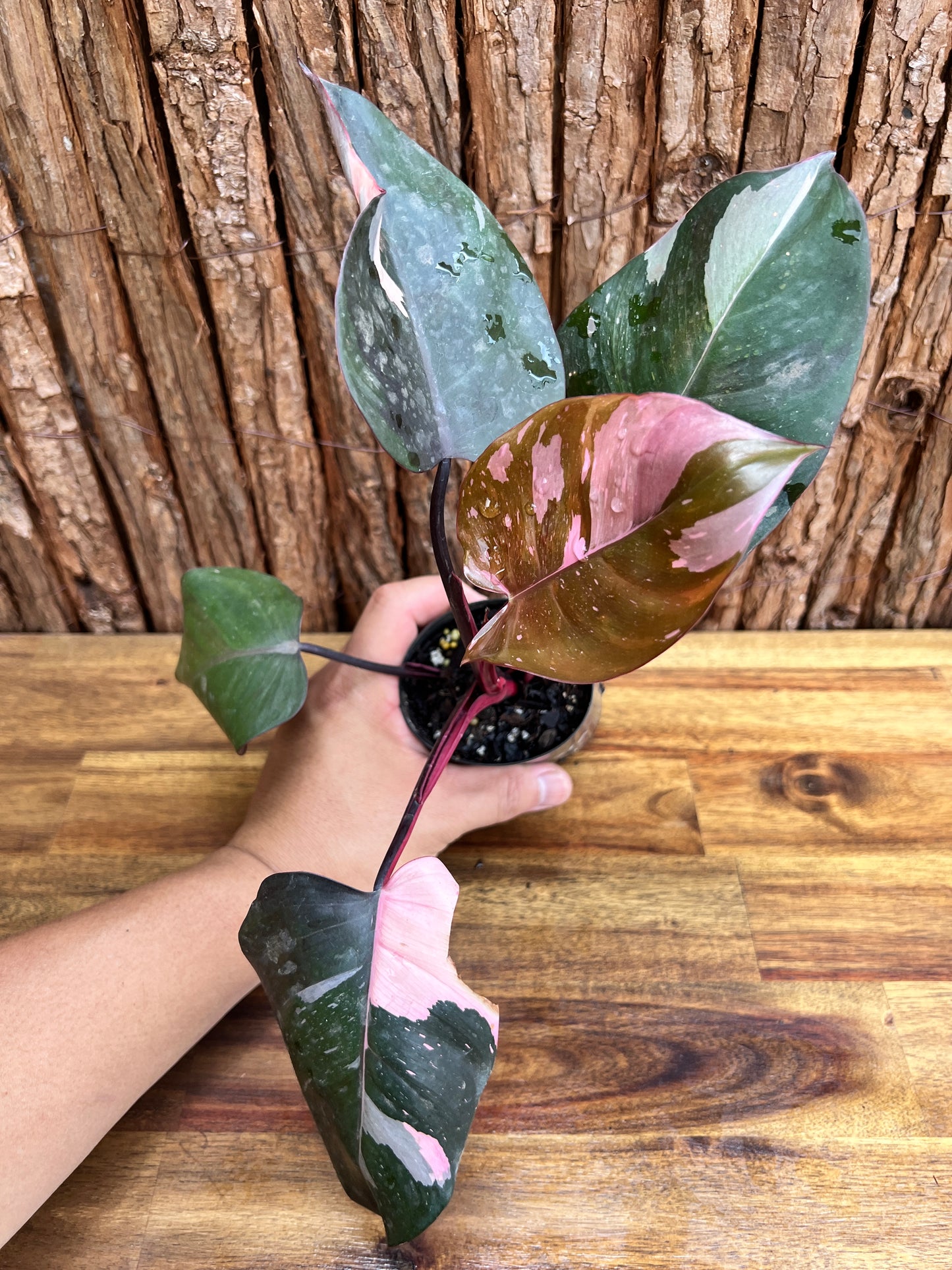 Philodendron Pink Princess NONTC C216