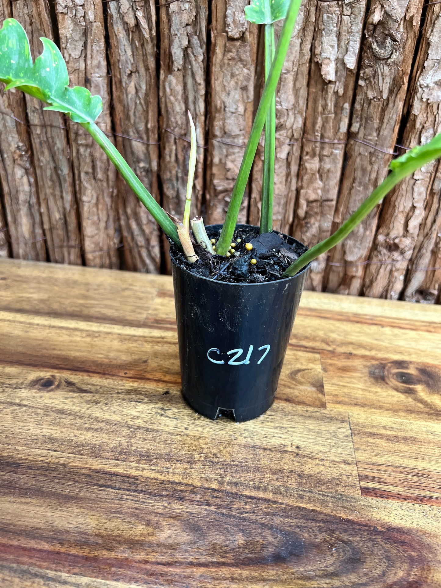 Philodendron Ring of Fire C217