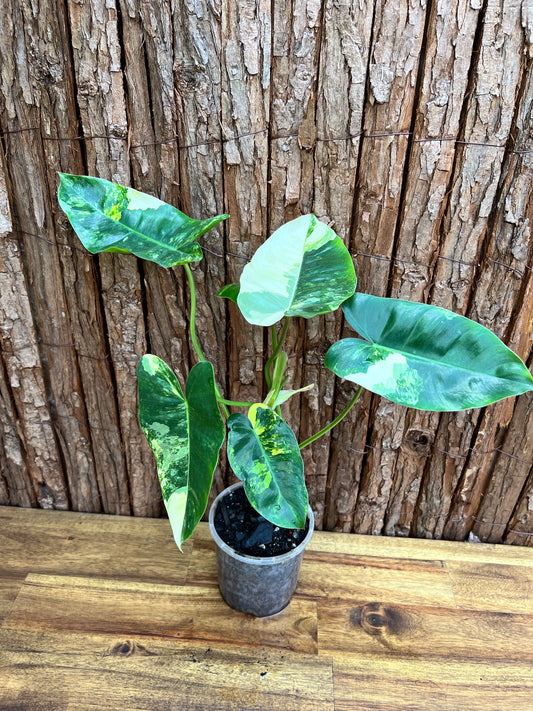 Philodendron Burle Marx Variegata C218