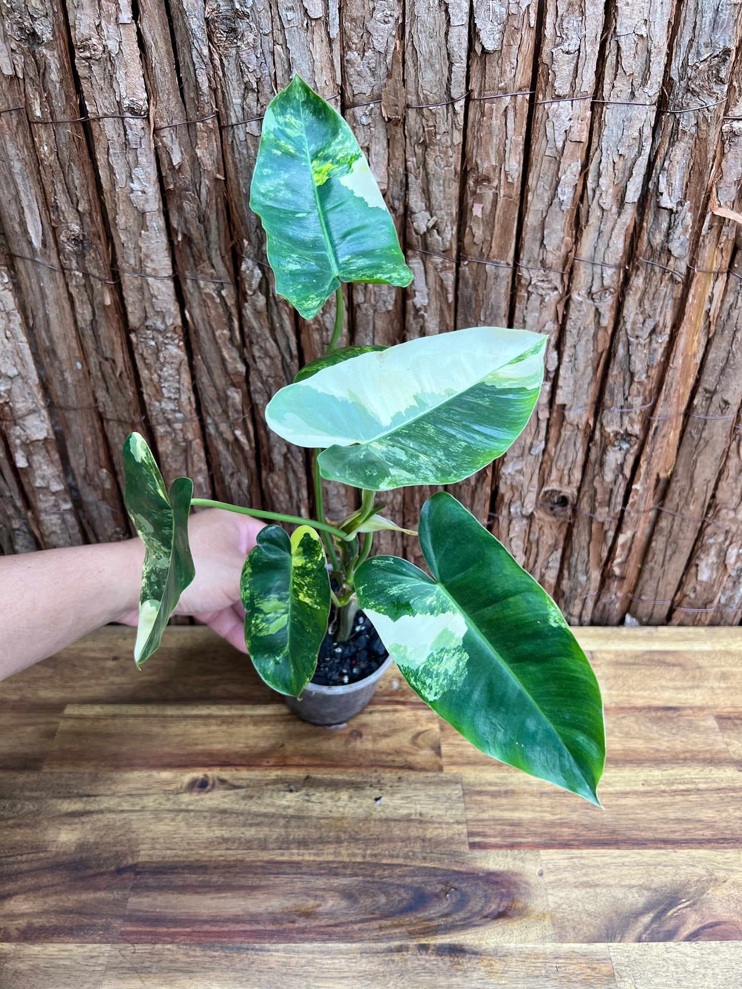 Philodendron Burle Marx Variegata C218