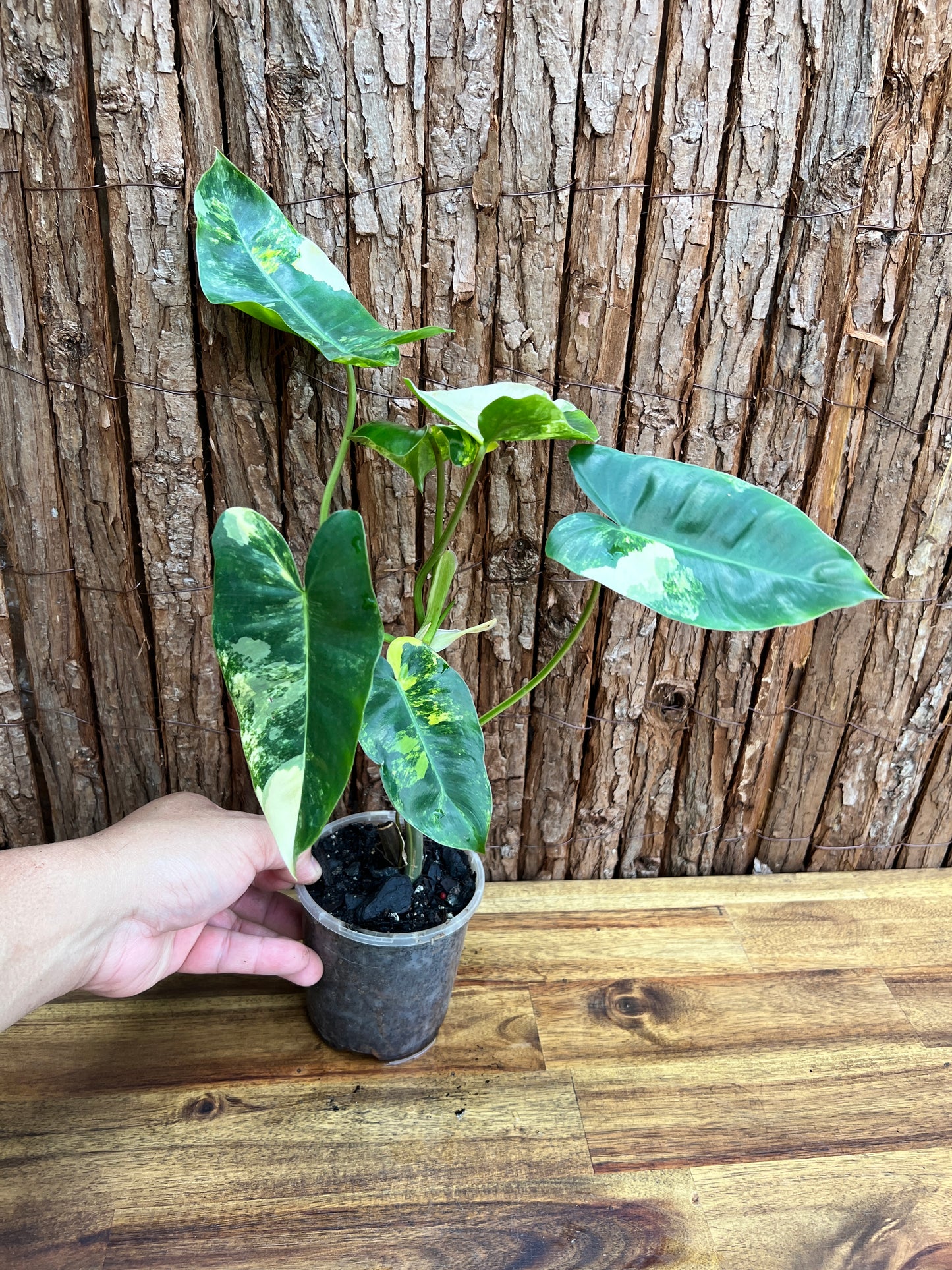 Philodendron Burle Marx Variegata C218