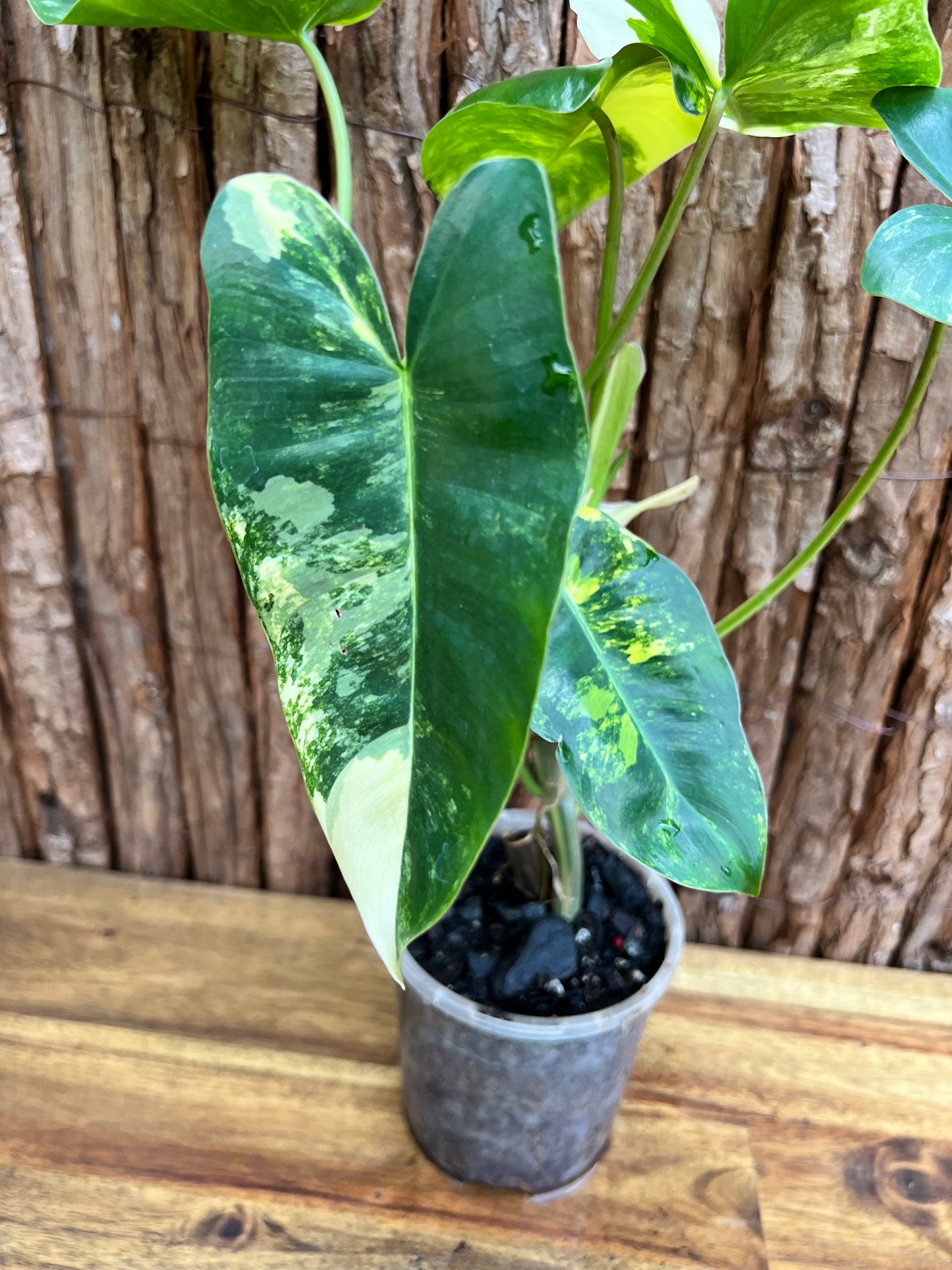 Philodendron Burle Marx Variegata C218