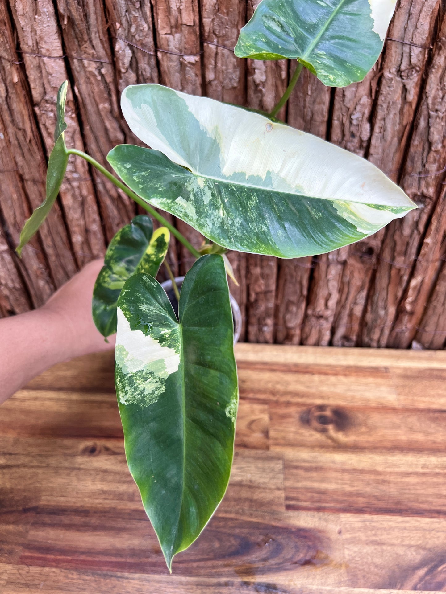 Philodendron Burle Marx Variegata C218