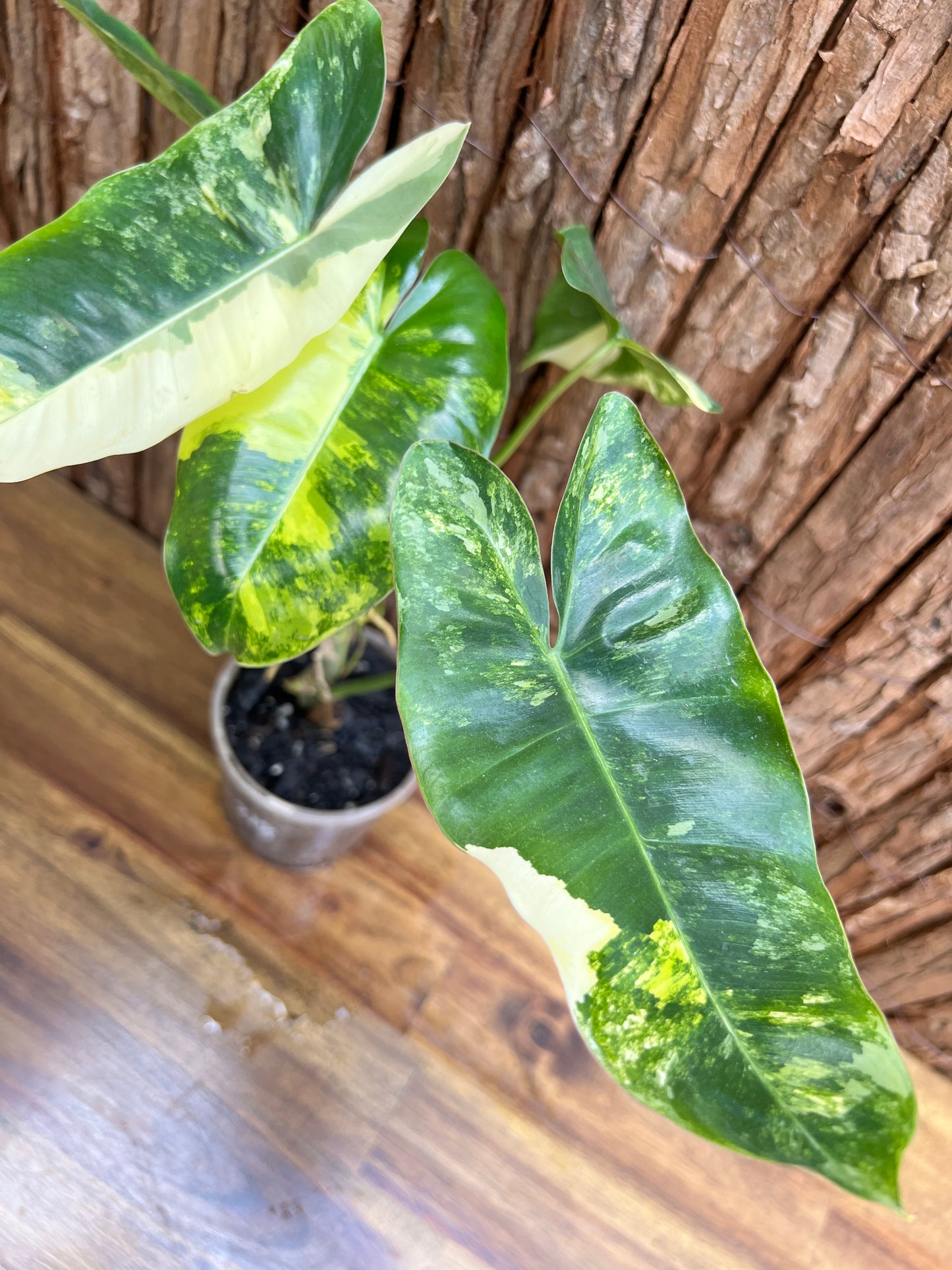 Philodendron Burle Marx Variegata C218