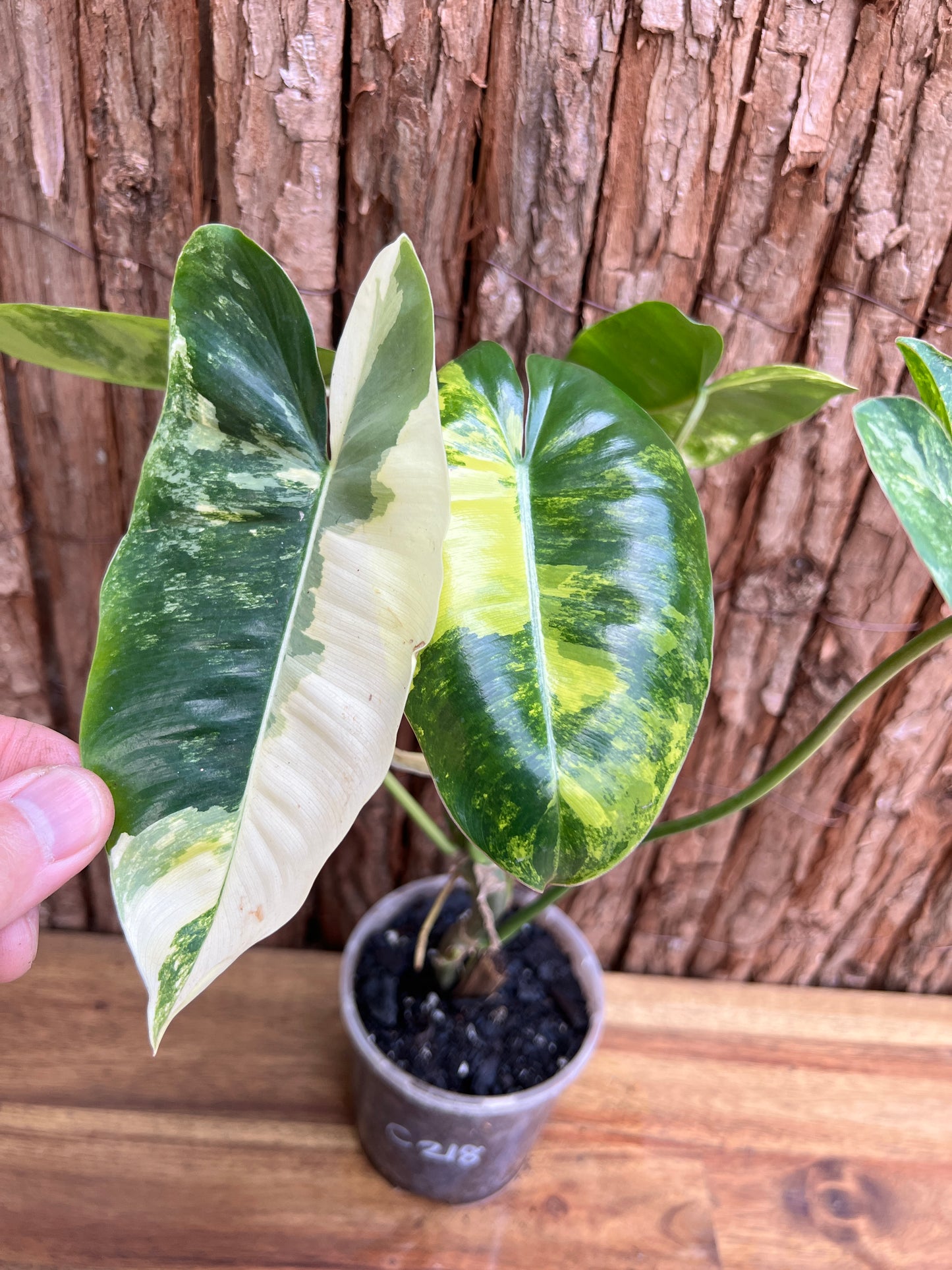 Philodendron Burle Marx Variegata C218