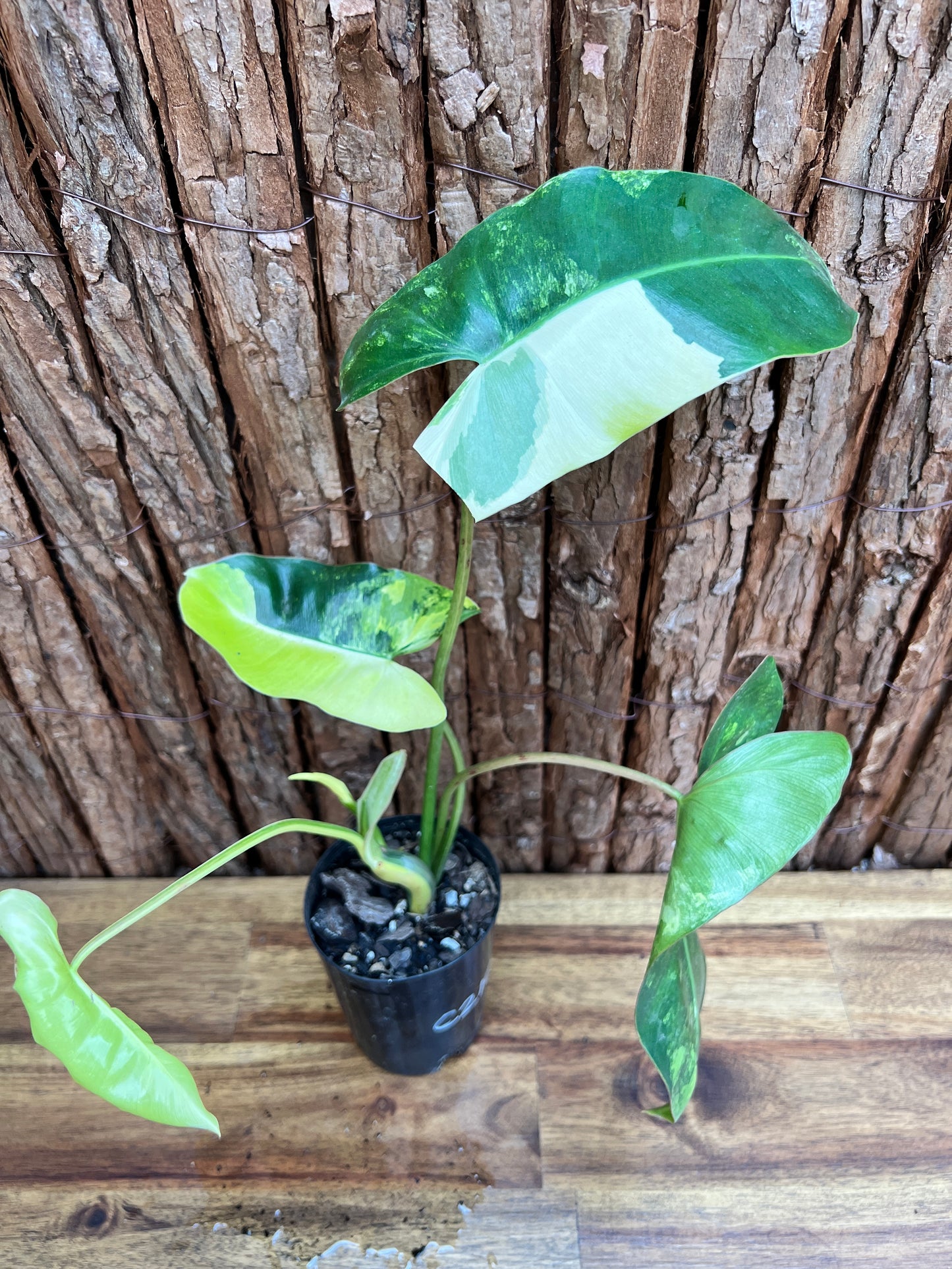 Philodendron Burle Marx Variegata C219