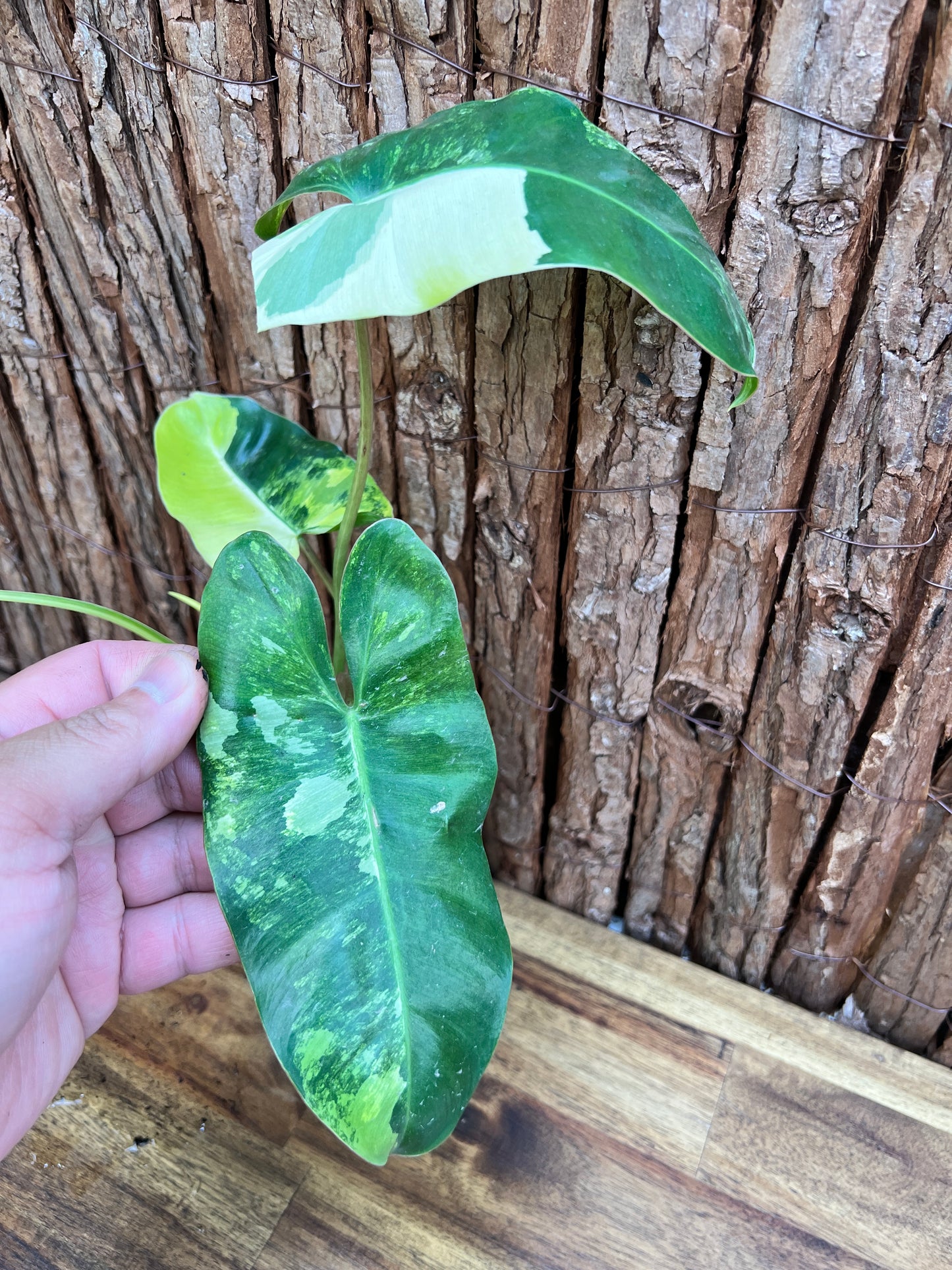 Philodendron Burle Marx Variegata C219