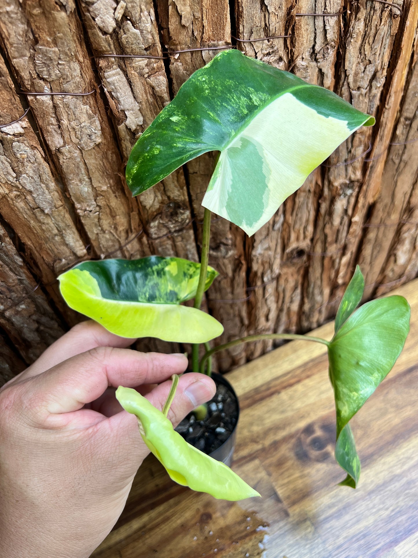 Philodendron Burle Marx Variegata C219