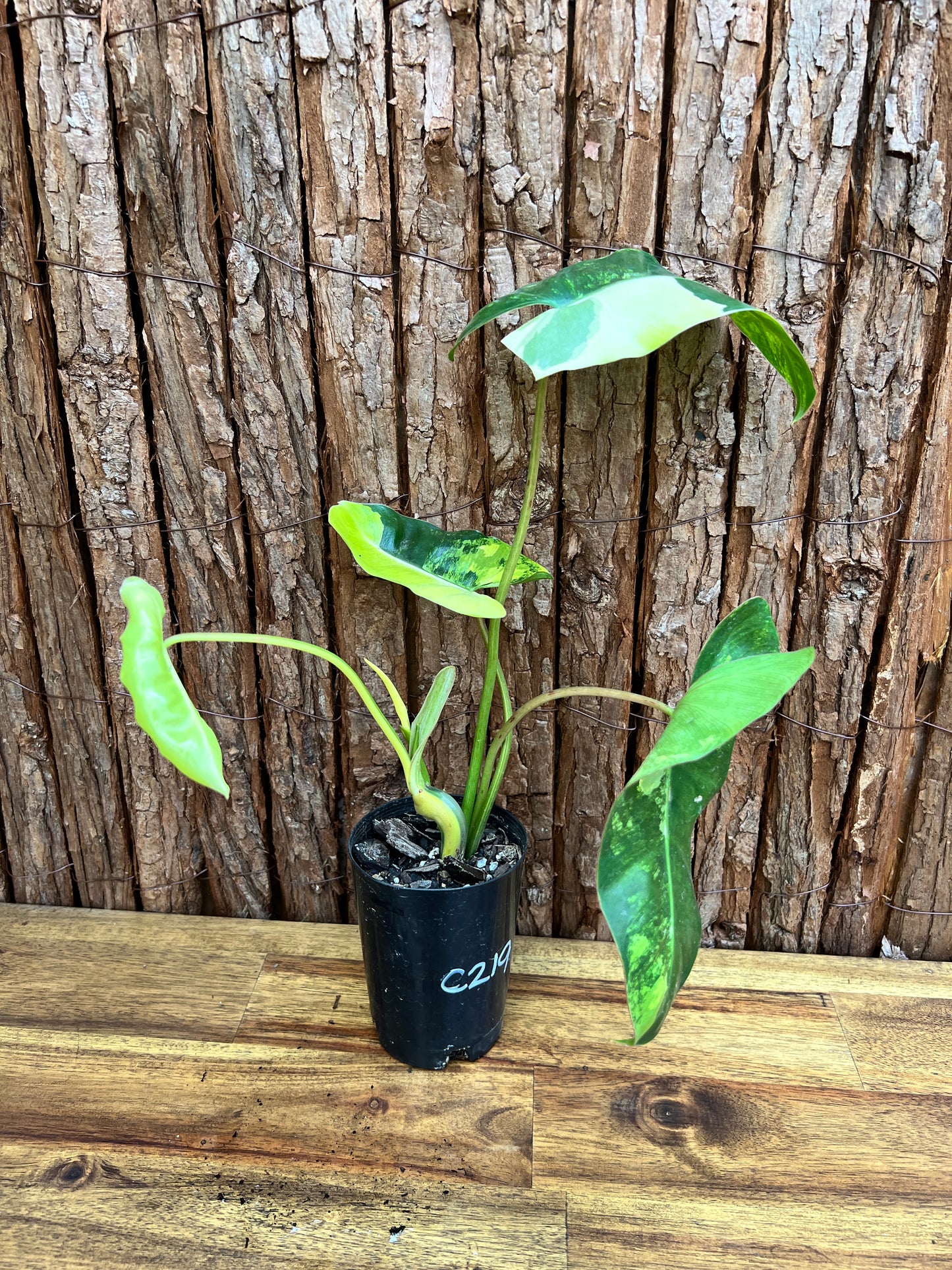 Philodendron Burle Marx Variegata C219