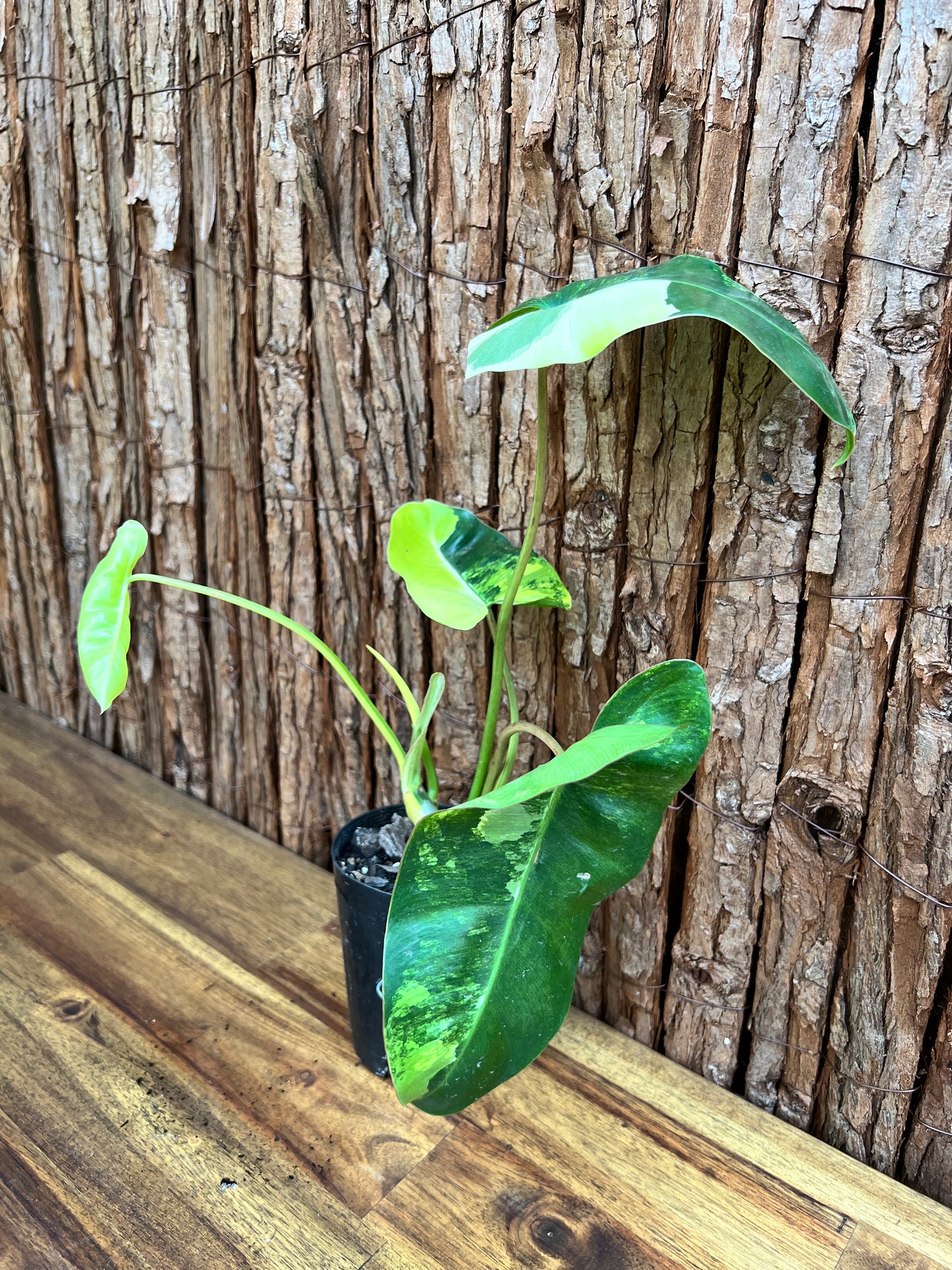 Philodendron Burle Marx Variegata C219