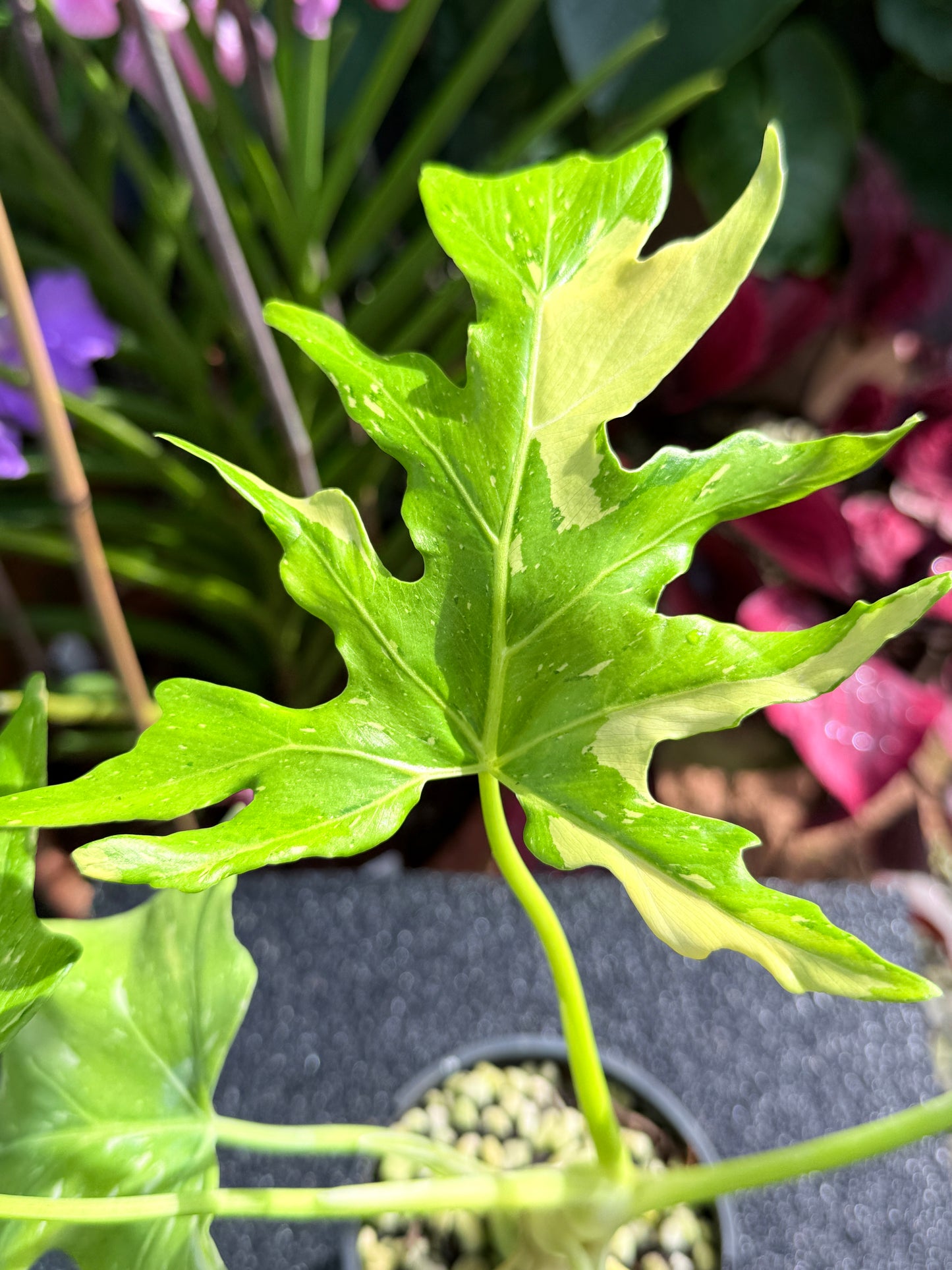 Philodendron Warscewiczii Wariegated M25