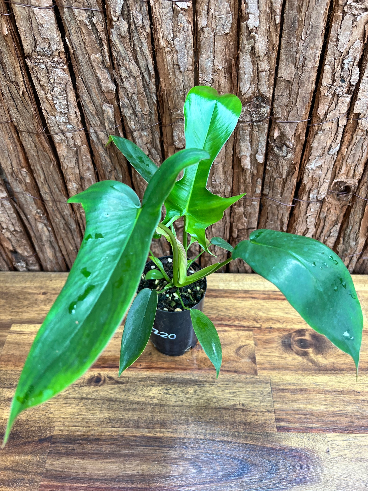 Philodendron Glad Hands - New Release C220