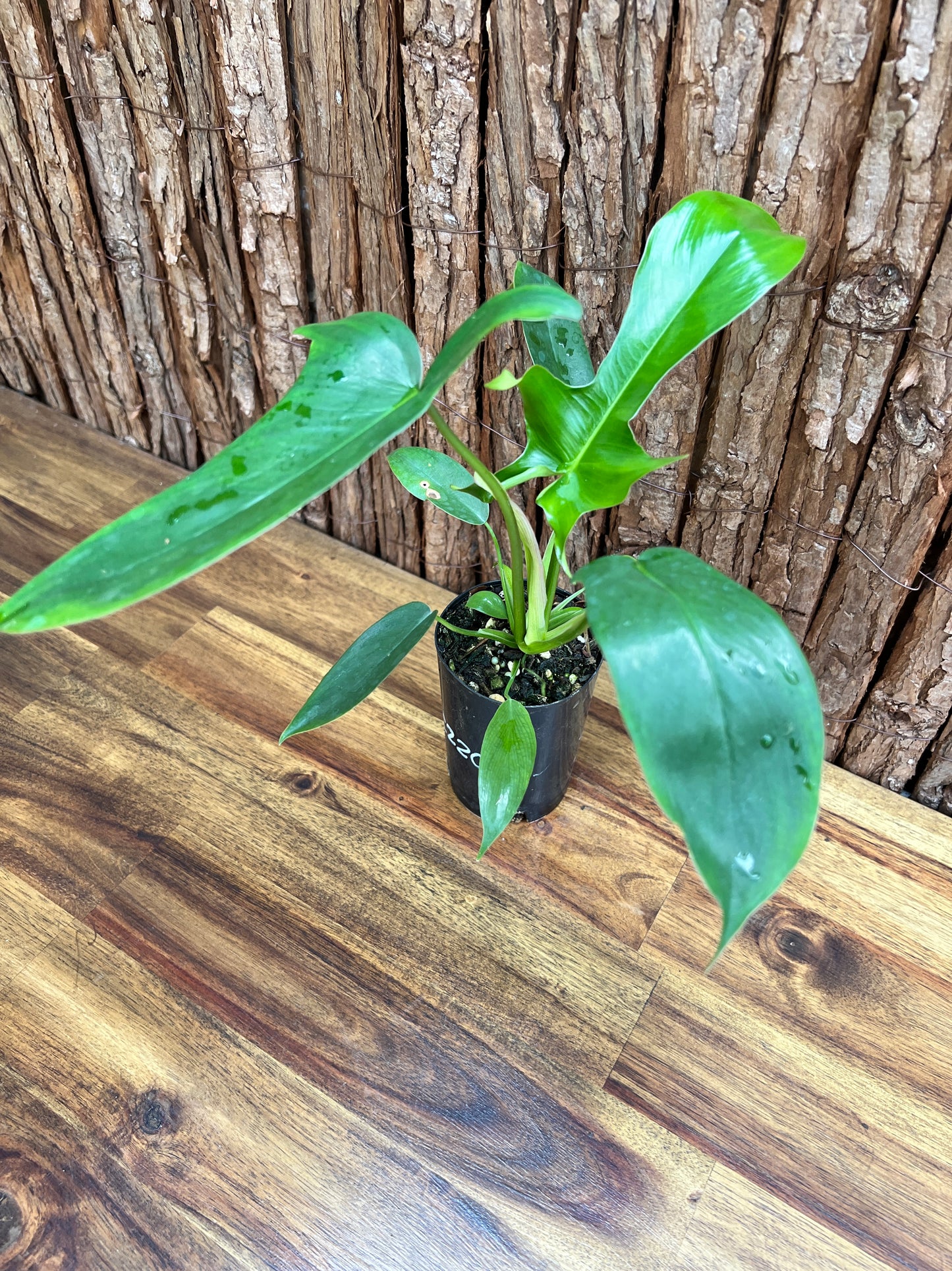 Philodendron Glad Hands - New Release C220