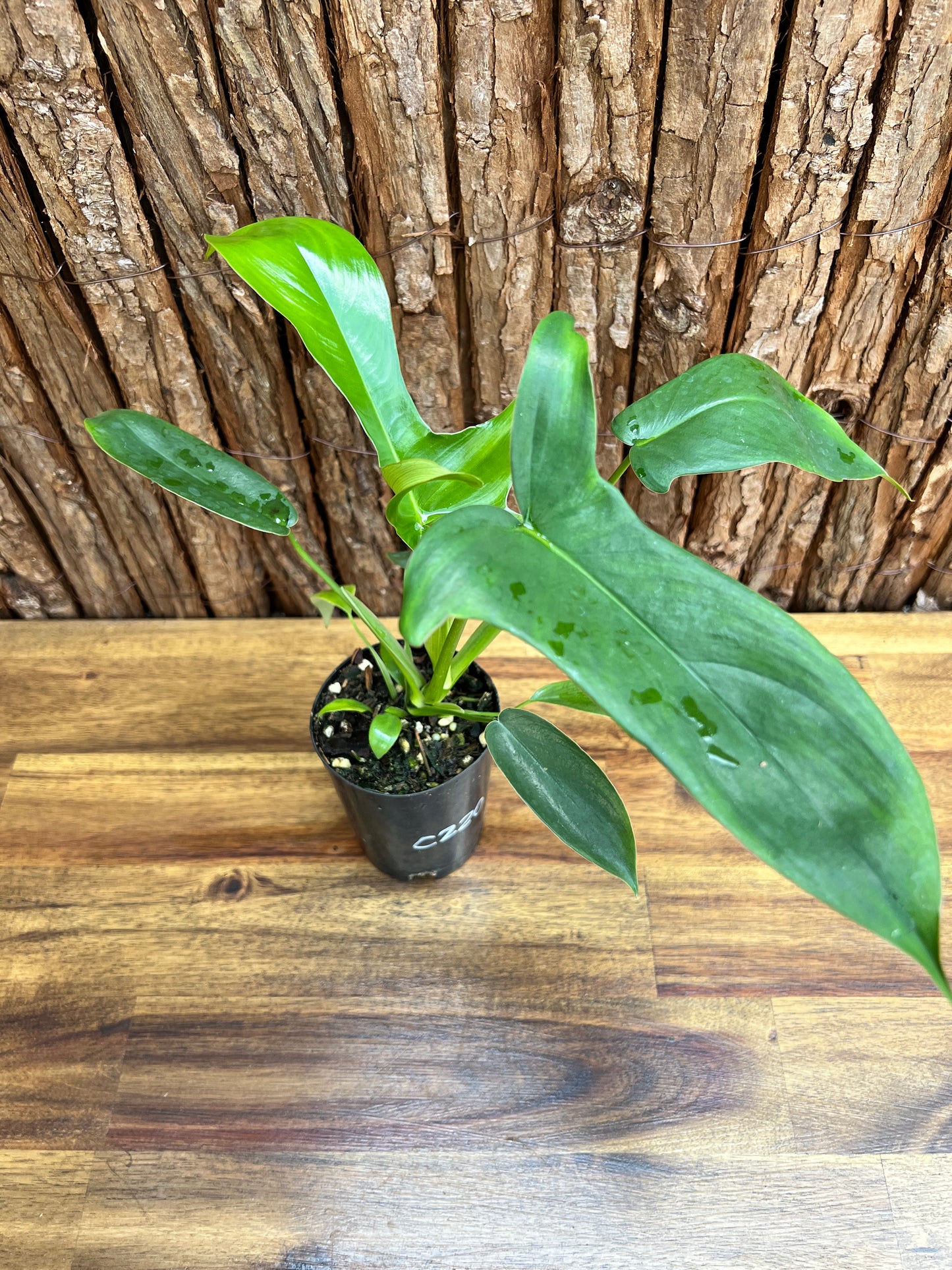 Philodendron Glad Hands - New Release C220