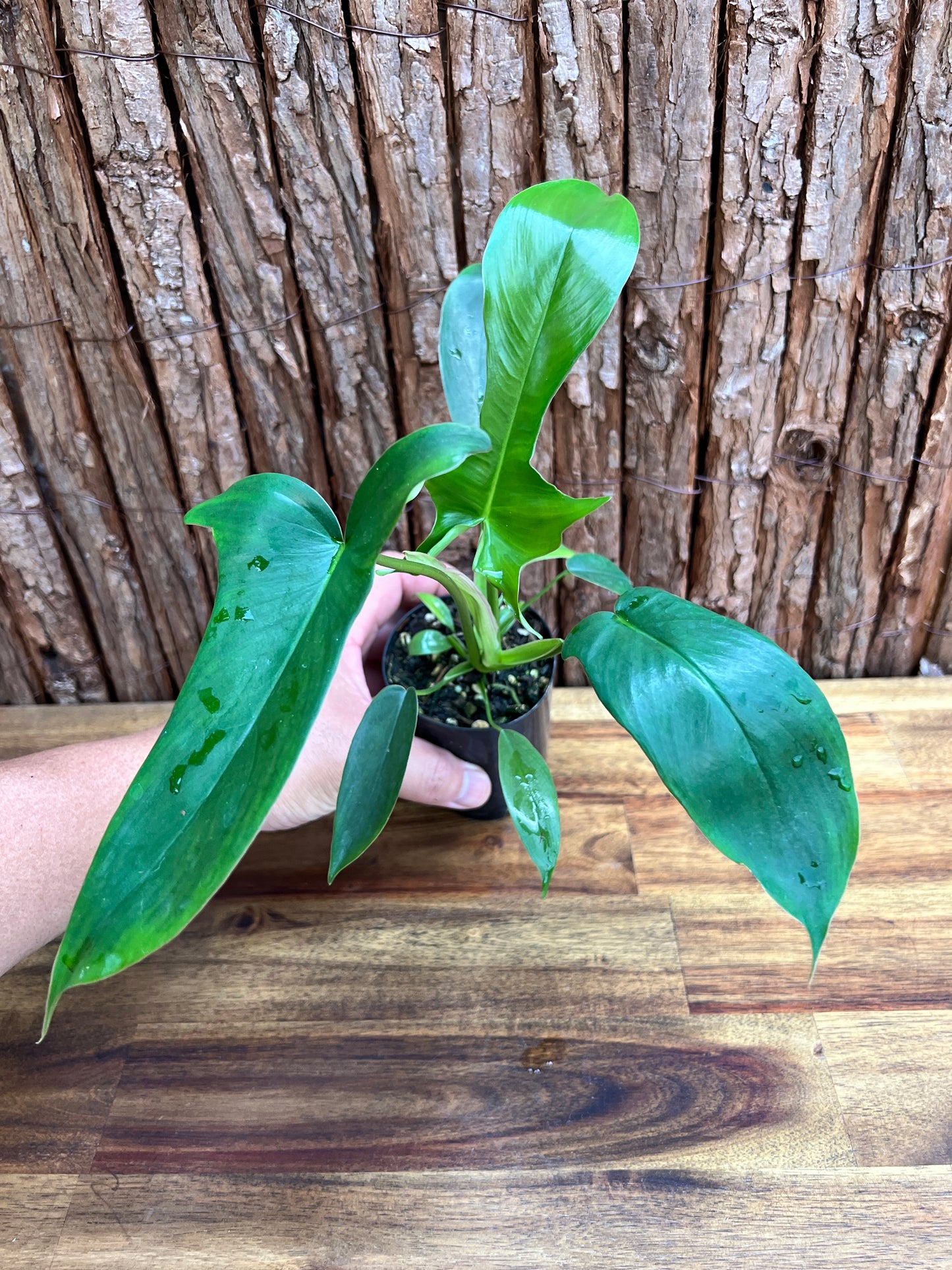 Philodendron Glad Hands - New Release C220