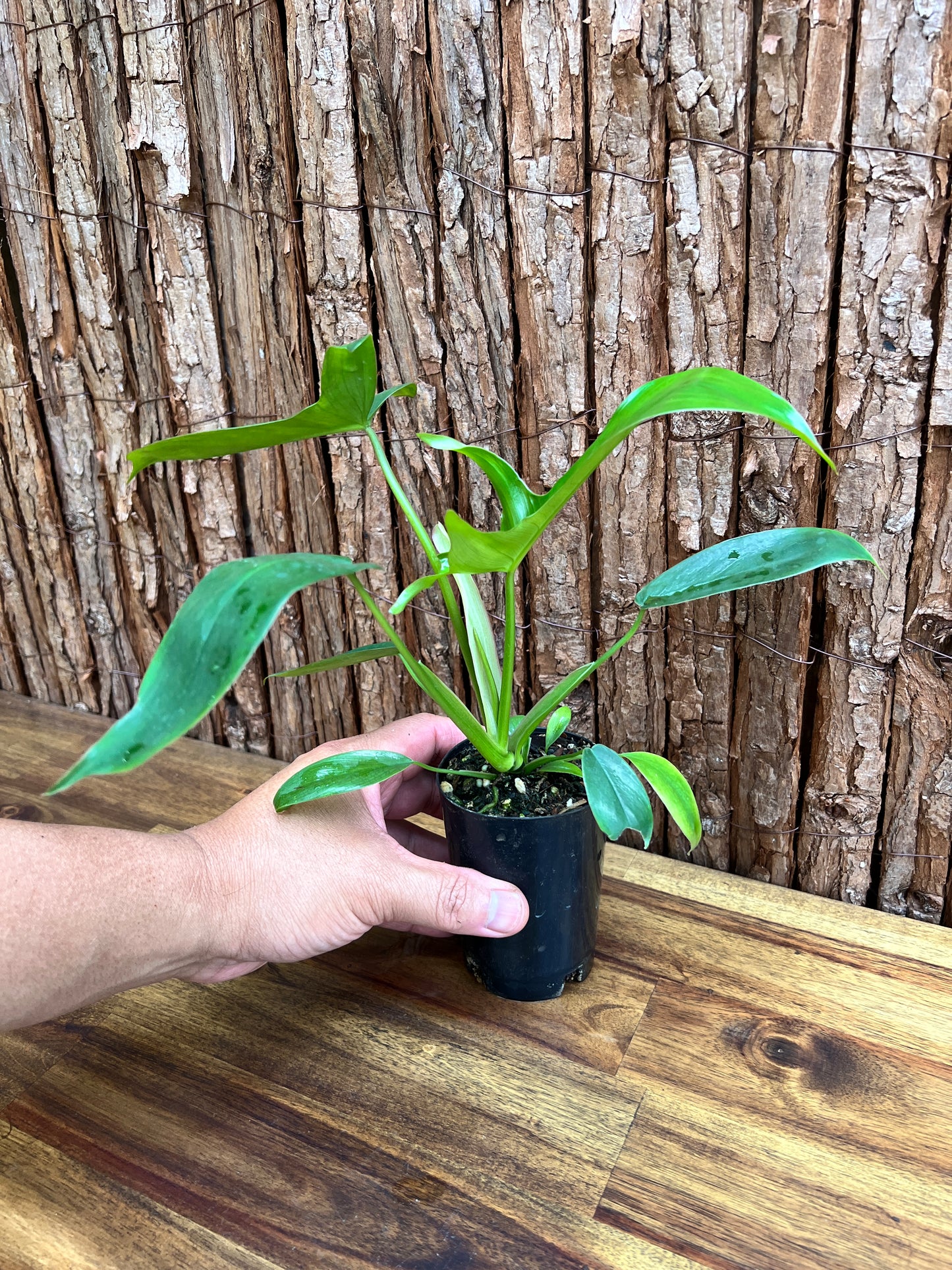 Philodendron Glad Hands - New Release C220