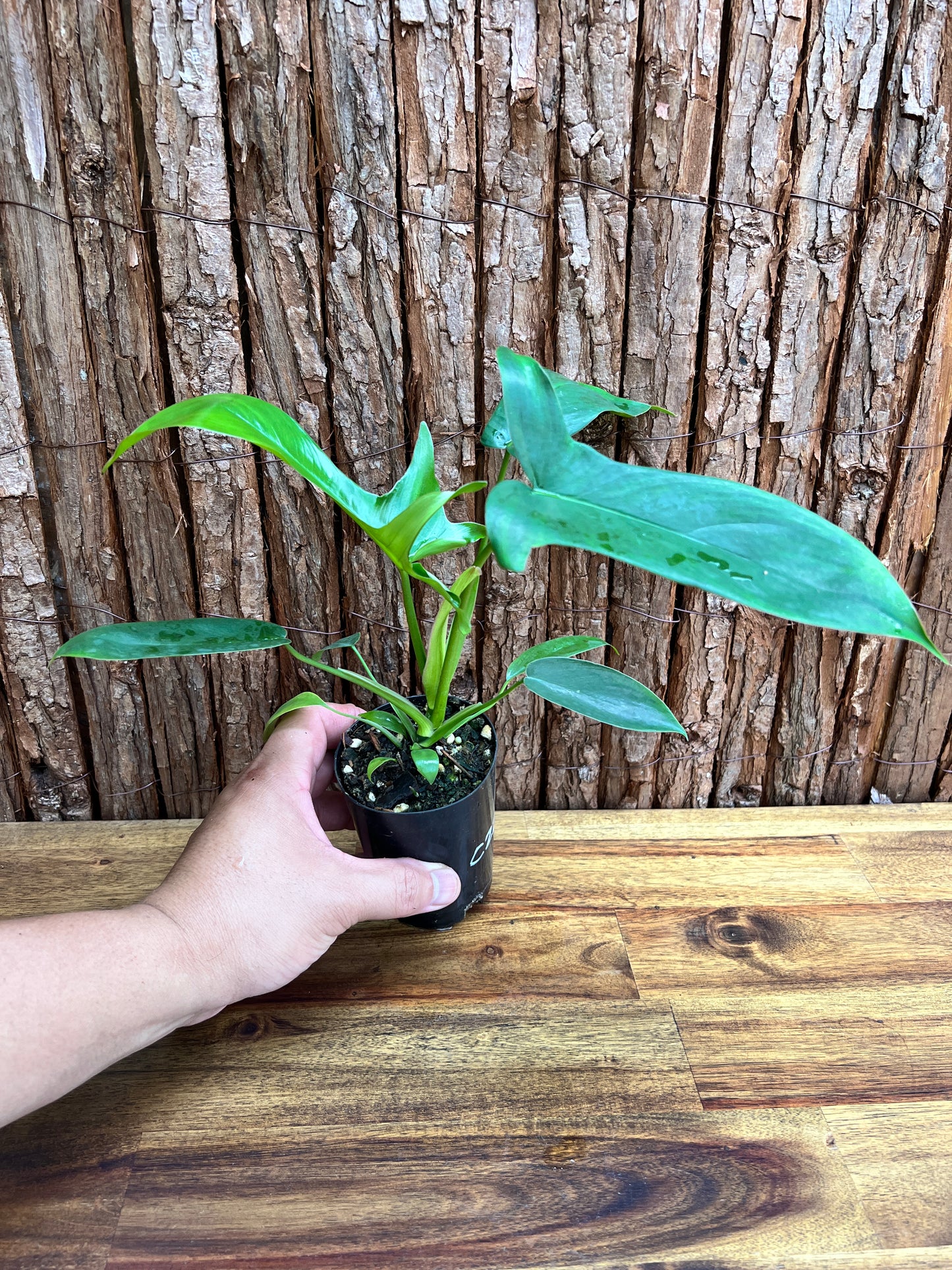 Philodendron Glad Hands - New Release C220