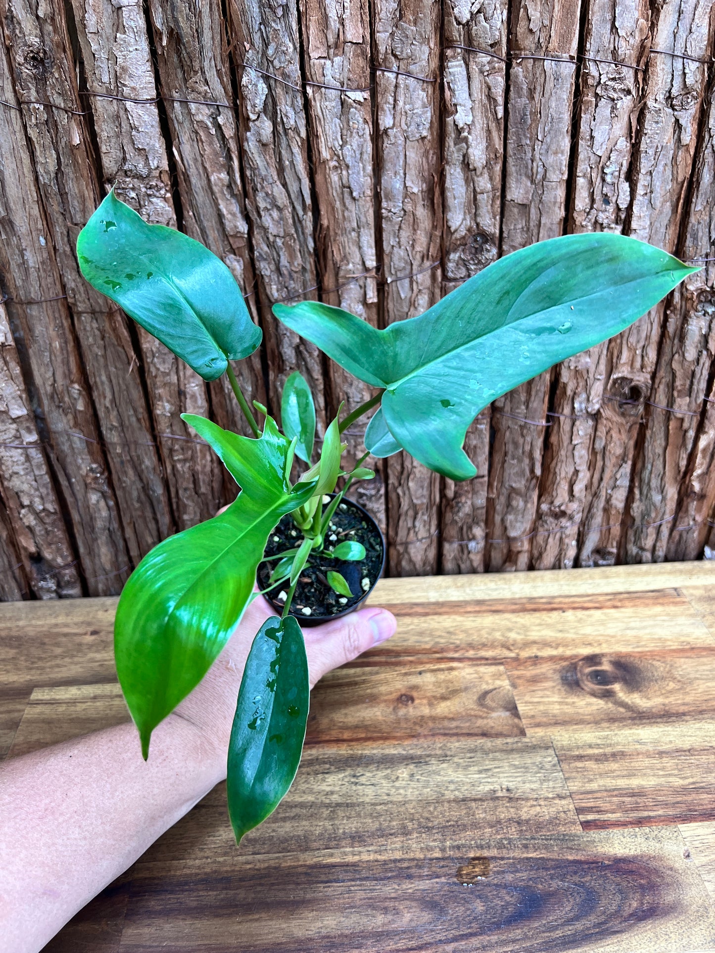 Philodendron Glad Hands - New Release C220