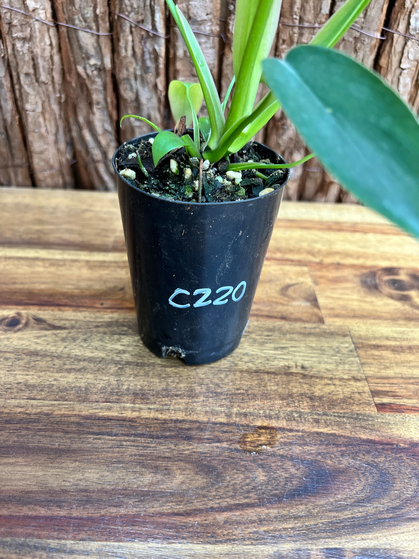 Philodendron Glad Hands - New Release C220